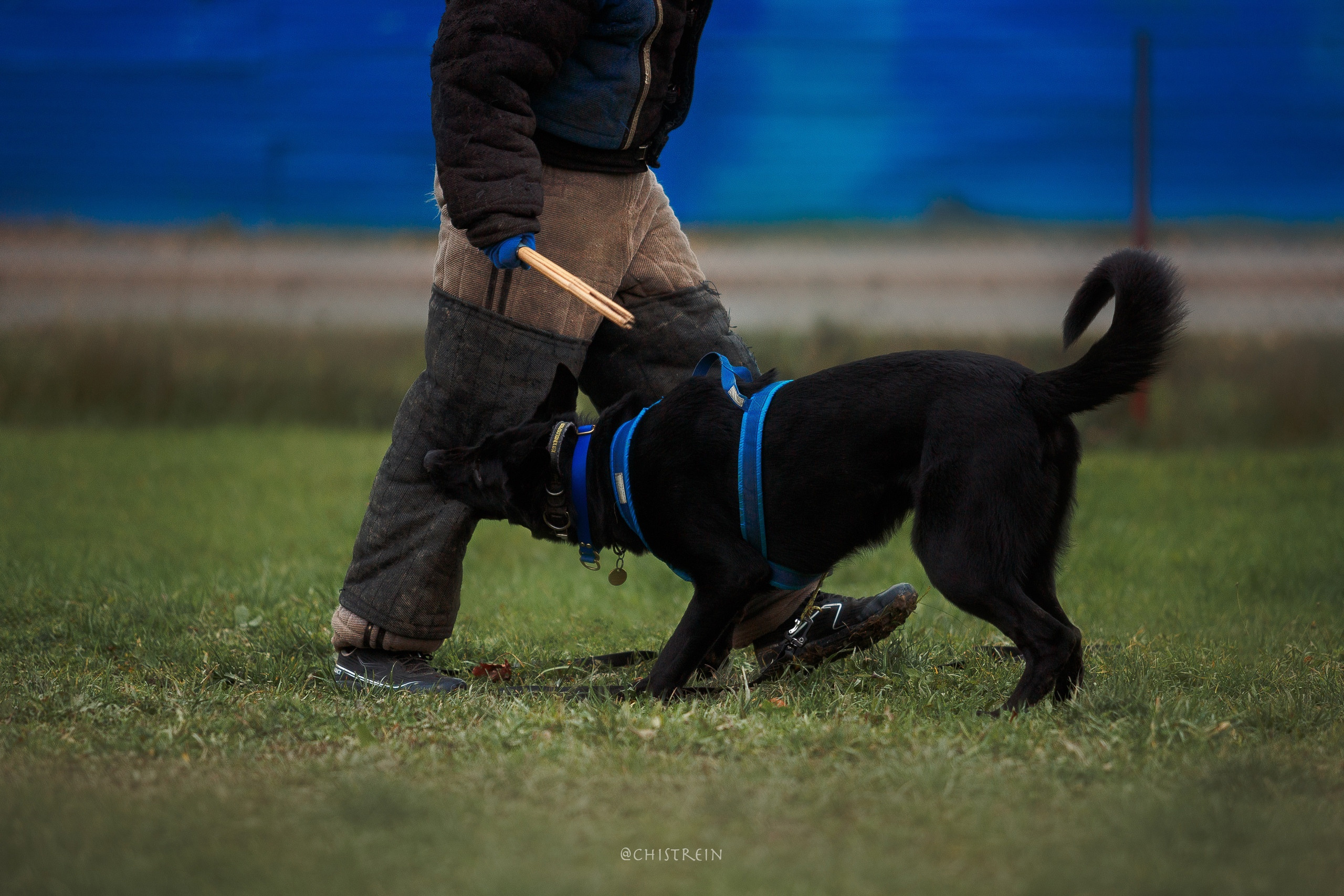 Мондьоринг в СПб. Фотограф-анималист Наталия Чистюхина в г. Сосновый Бор и ЛО