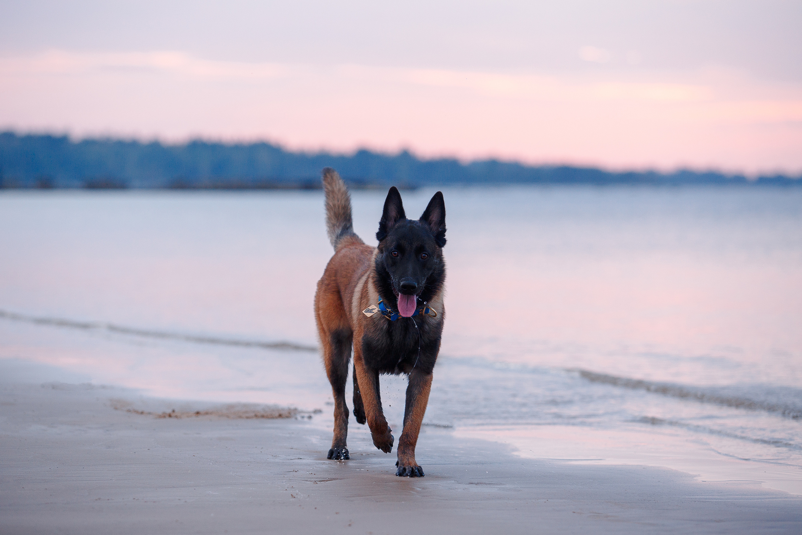 Закат на Финском заливе. Фотограф-анималист Наталия Чистюхина в г. Сосновый Бор и ЛО