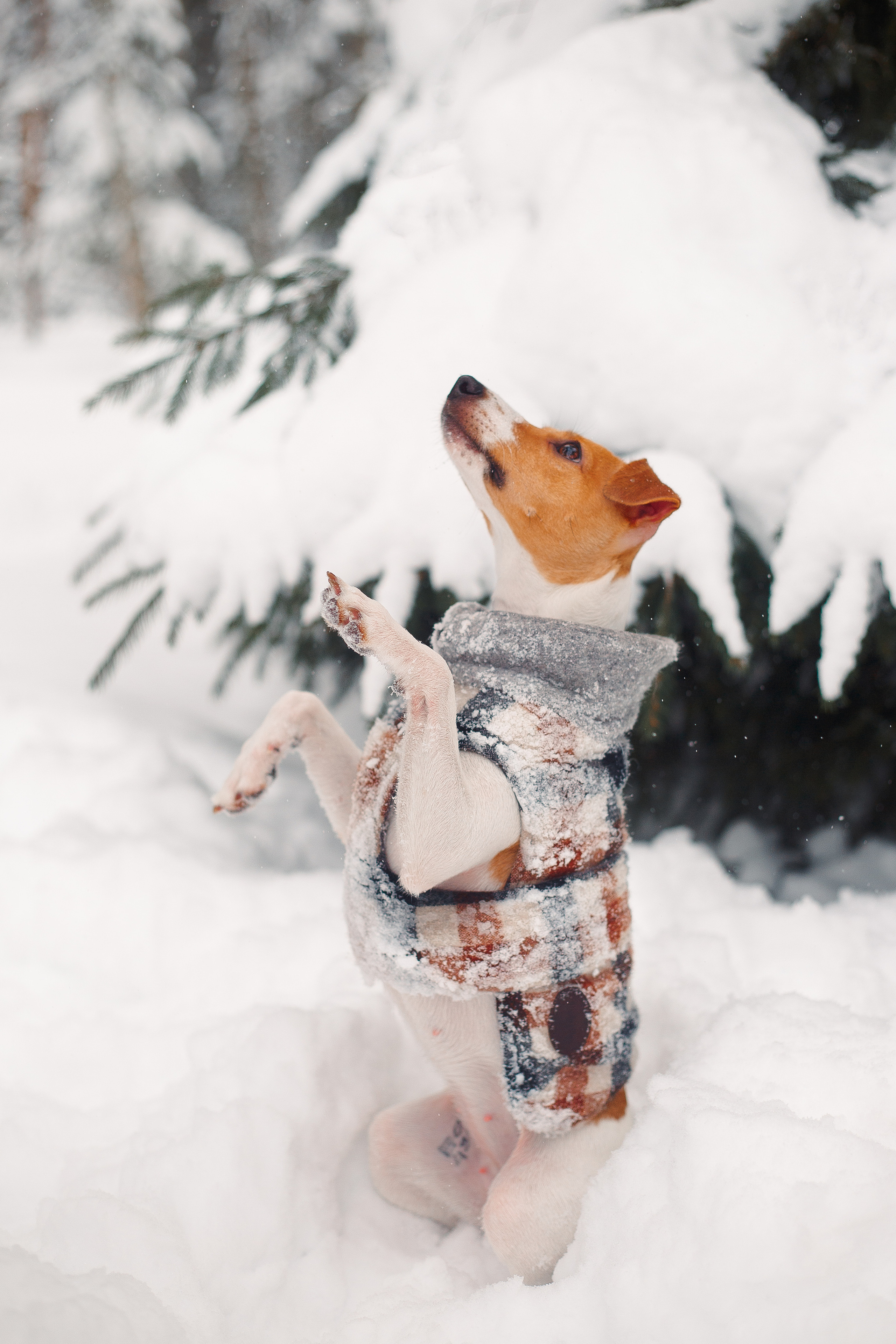 Дана, Варя, Анфиса и Миша в Ручьях. Фотограф-анималист Наталия Чистюхина в г. Сосновый Бор и ЛО