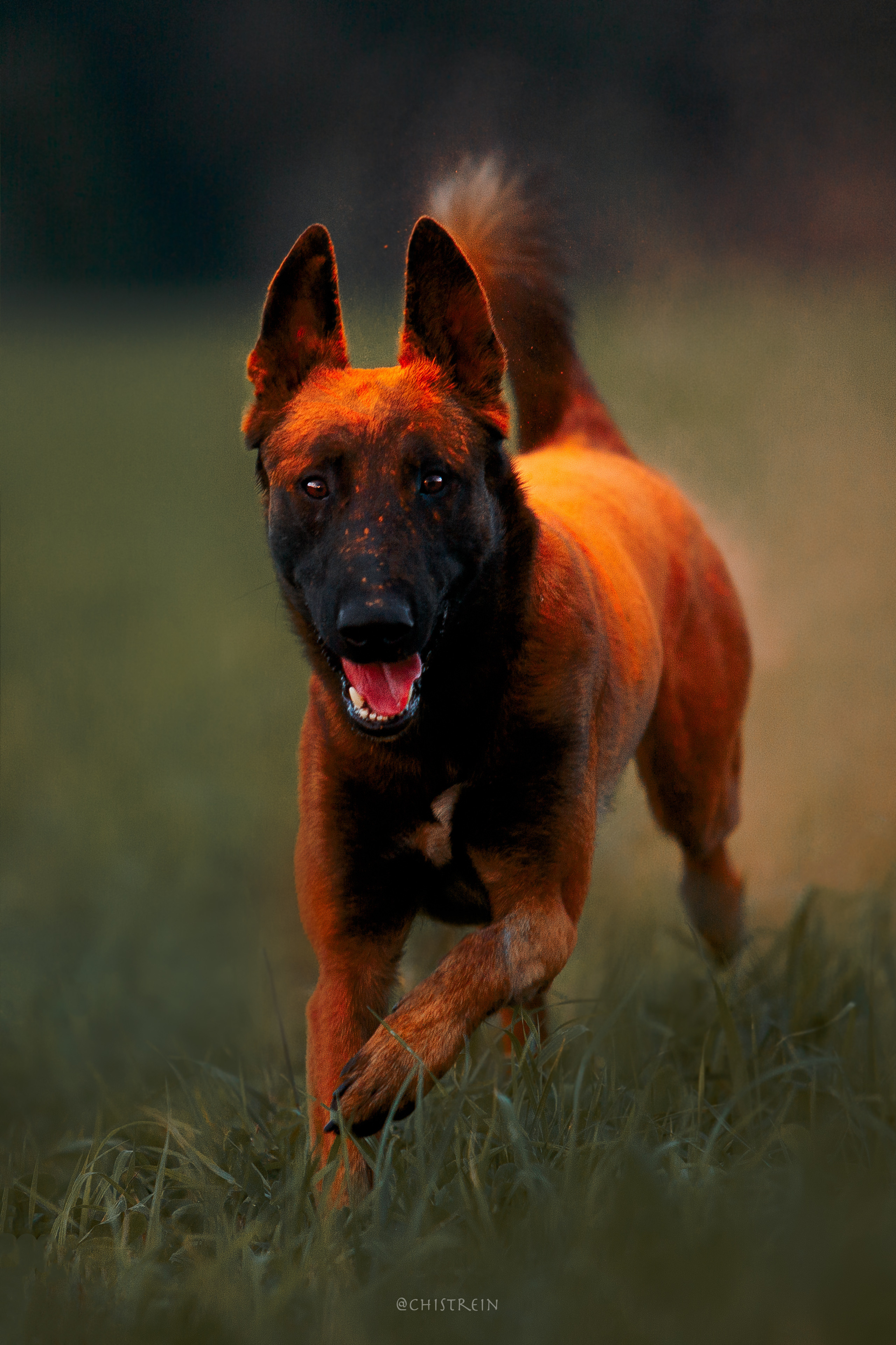 Краски холи. Малинуа Раш. Фотограф-анималист Наталия Чистюхина в г. Сосновый Бор и ЛО
