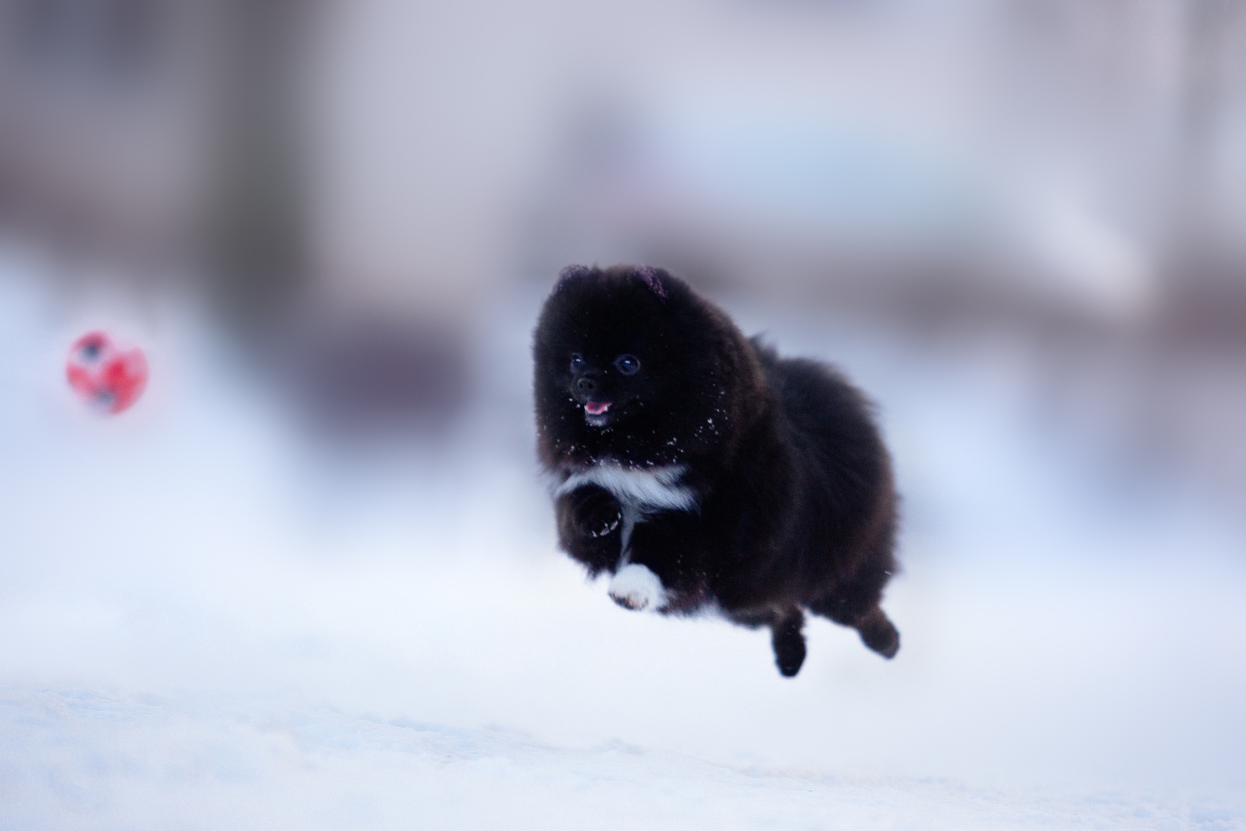 Шпиц Моника. Фотограф-анималист Наталия Чистюхина в г. Сосновый Бор и ЛО