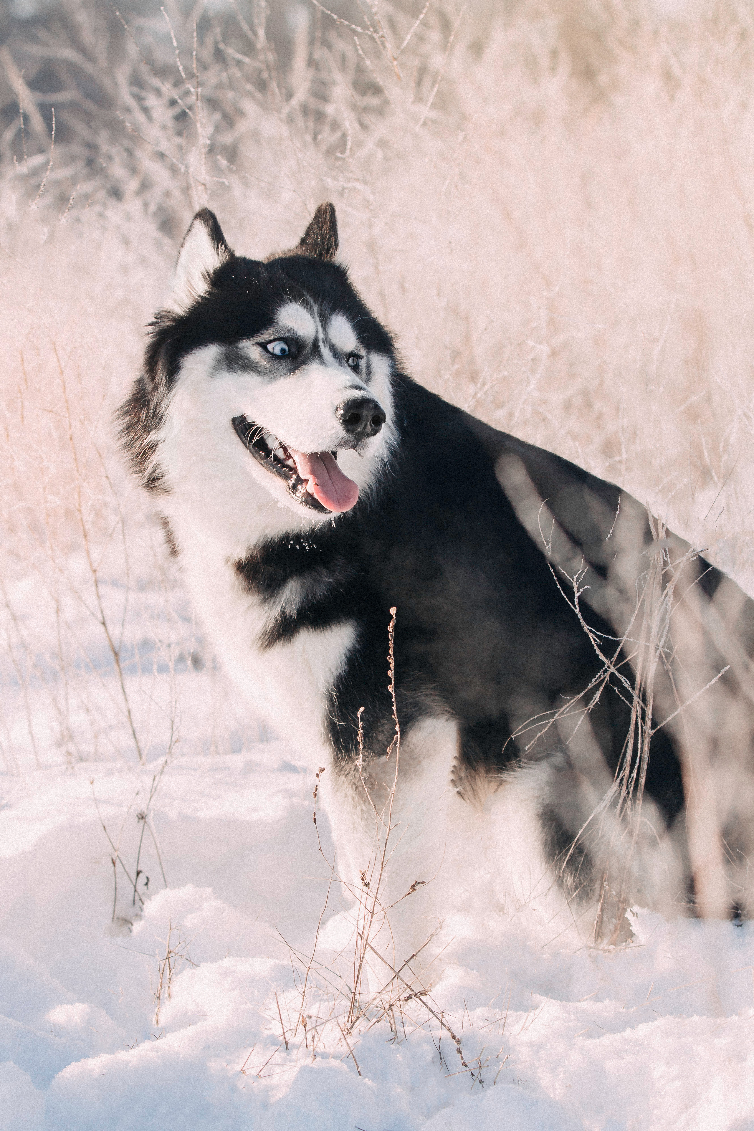 После ЗАГСА. Фотограф-анималист Наталия Чистюхина в г. Сосновый Бор и ЛО