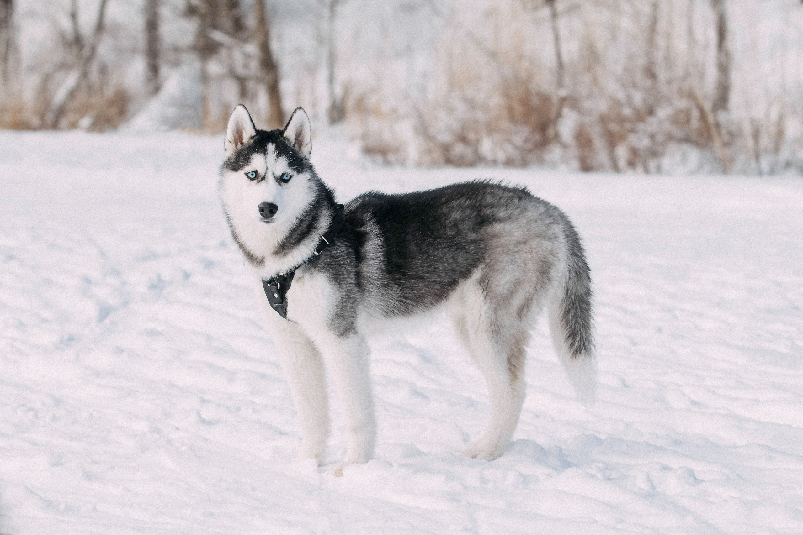 Щенок хаски Плуто. Фотограф-анималист Наталия Чистюхина в г. Сосновый Бор и ЛО
