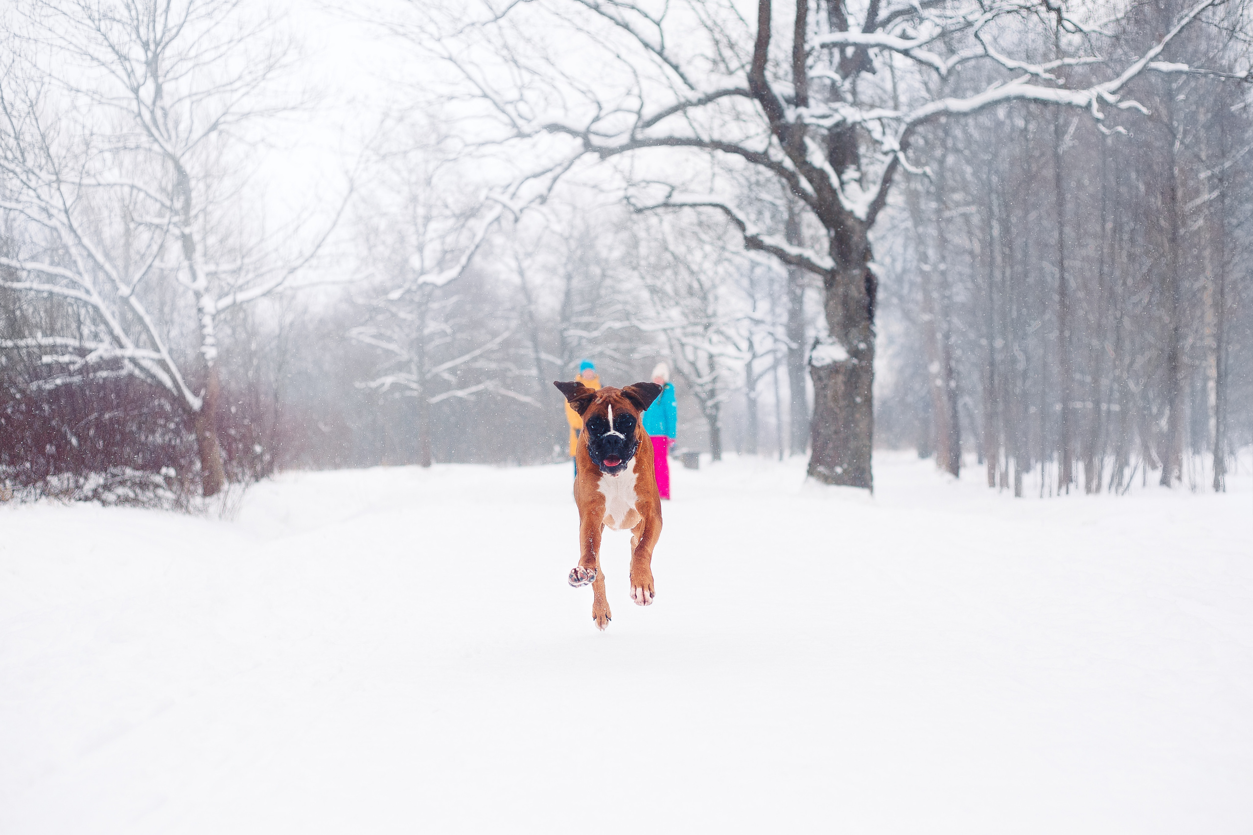 Алина, Саша и боксер Златан. Фотограф-анималист Наталия Чистюхина в г. Сосновый Бор и ЛО