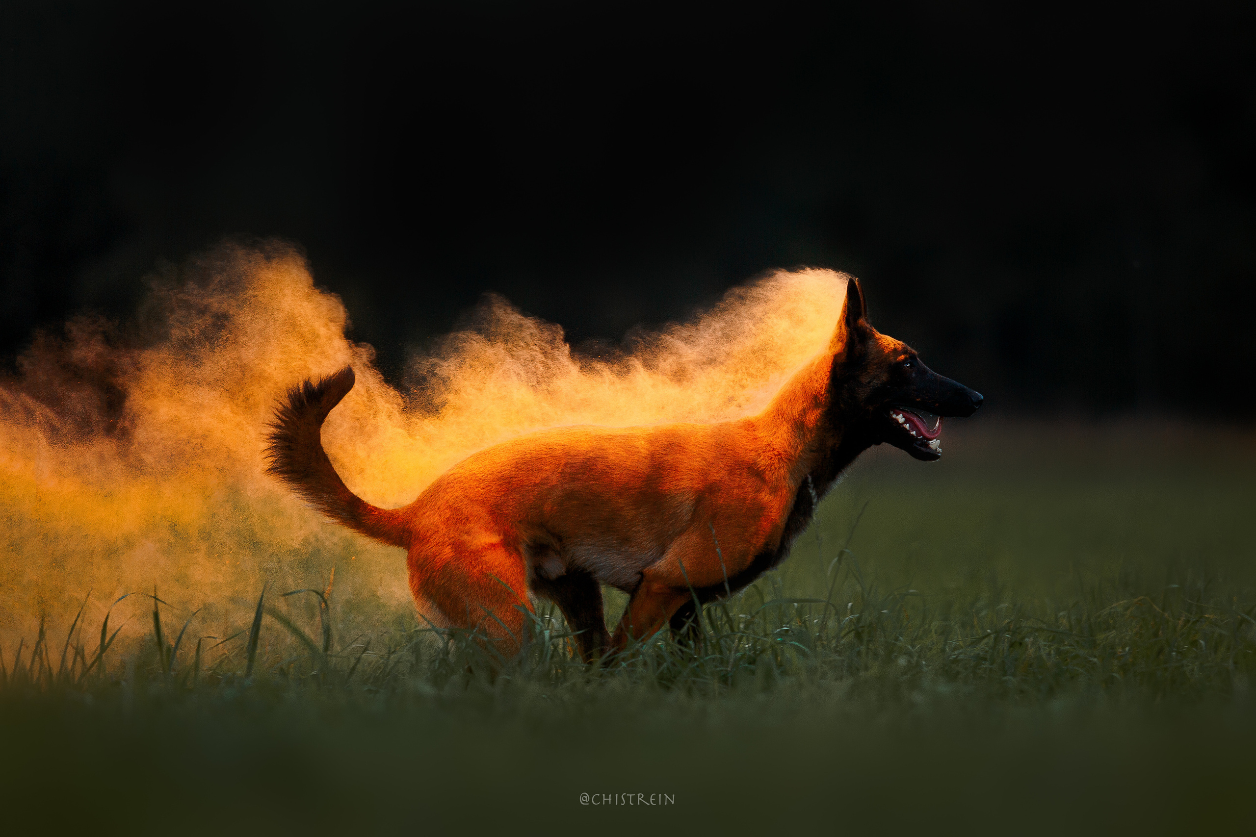 Краски холи. Малинуа Раш. Фотограф-анималист Наталия Чистюхина в г. Сосновый Бор и ЛО