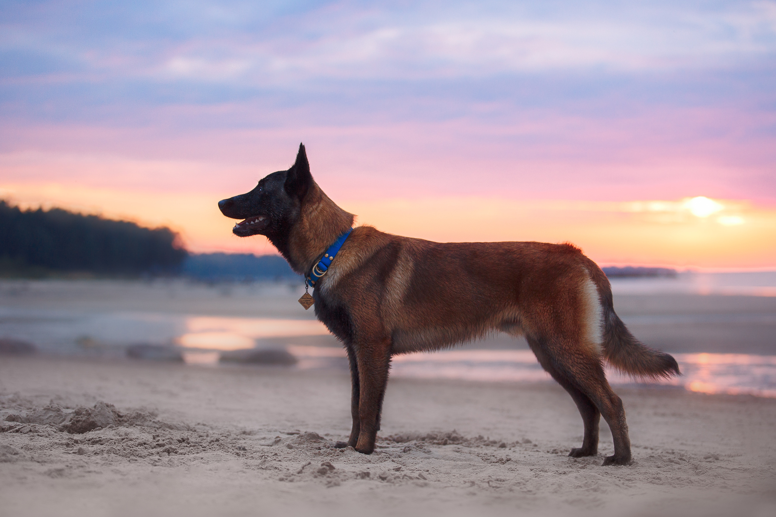 Закат на Финском заливе. Фотограф-анималист Наталия Чистюхина в г. Сосновый Бор и ЛО