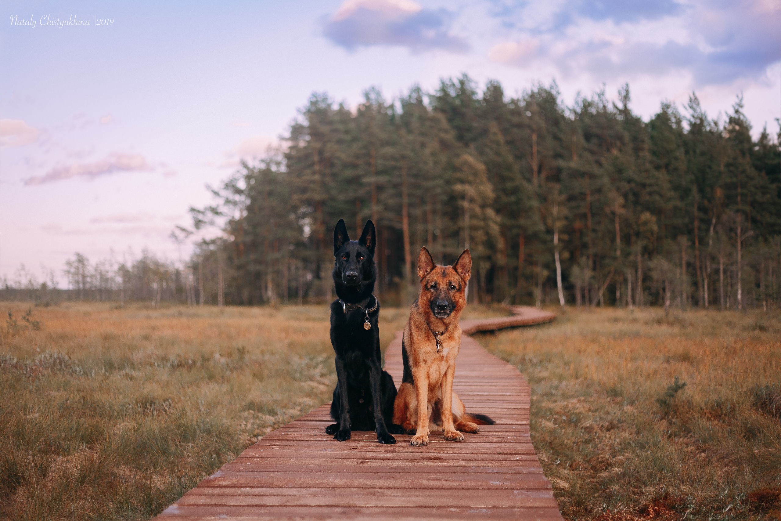 Эко-тропа Сестрорецкое болото. Фотограф-анималист Наталия Чистюхина в г. Сосновый Бор и ЛО