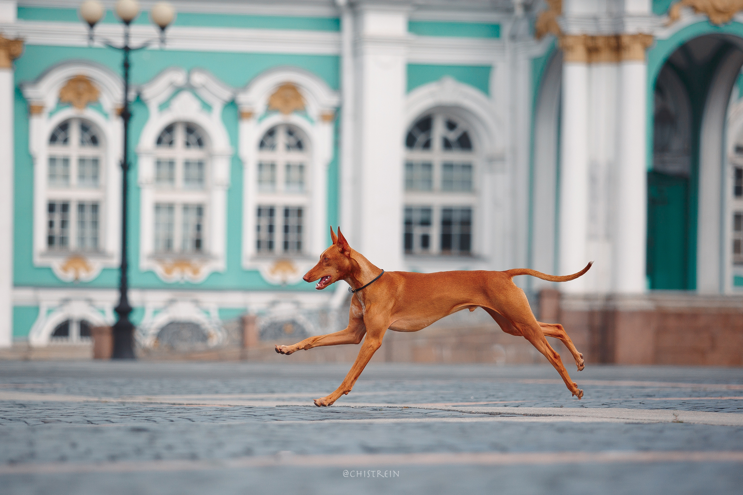 Арина и Гриффин в центре Питера. Фотограф-анималист Наталия Чистюхина в г. Сосновый Бор и ЛО