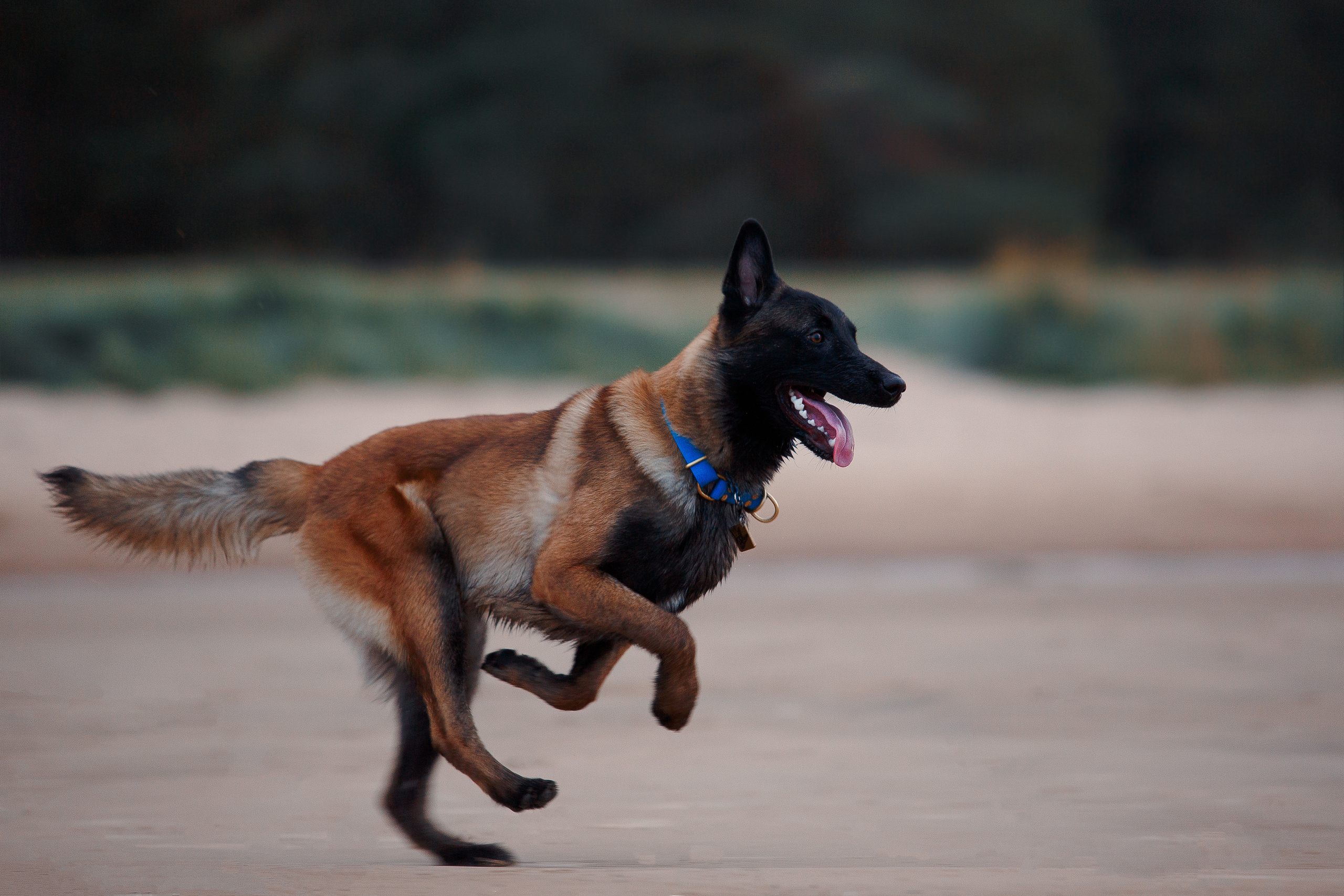 Закат на Финском заливе. Фотограф-анималист Наталия Чистюхина в г. Сосновый Бор и ЛО