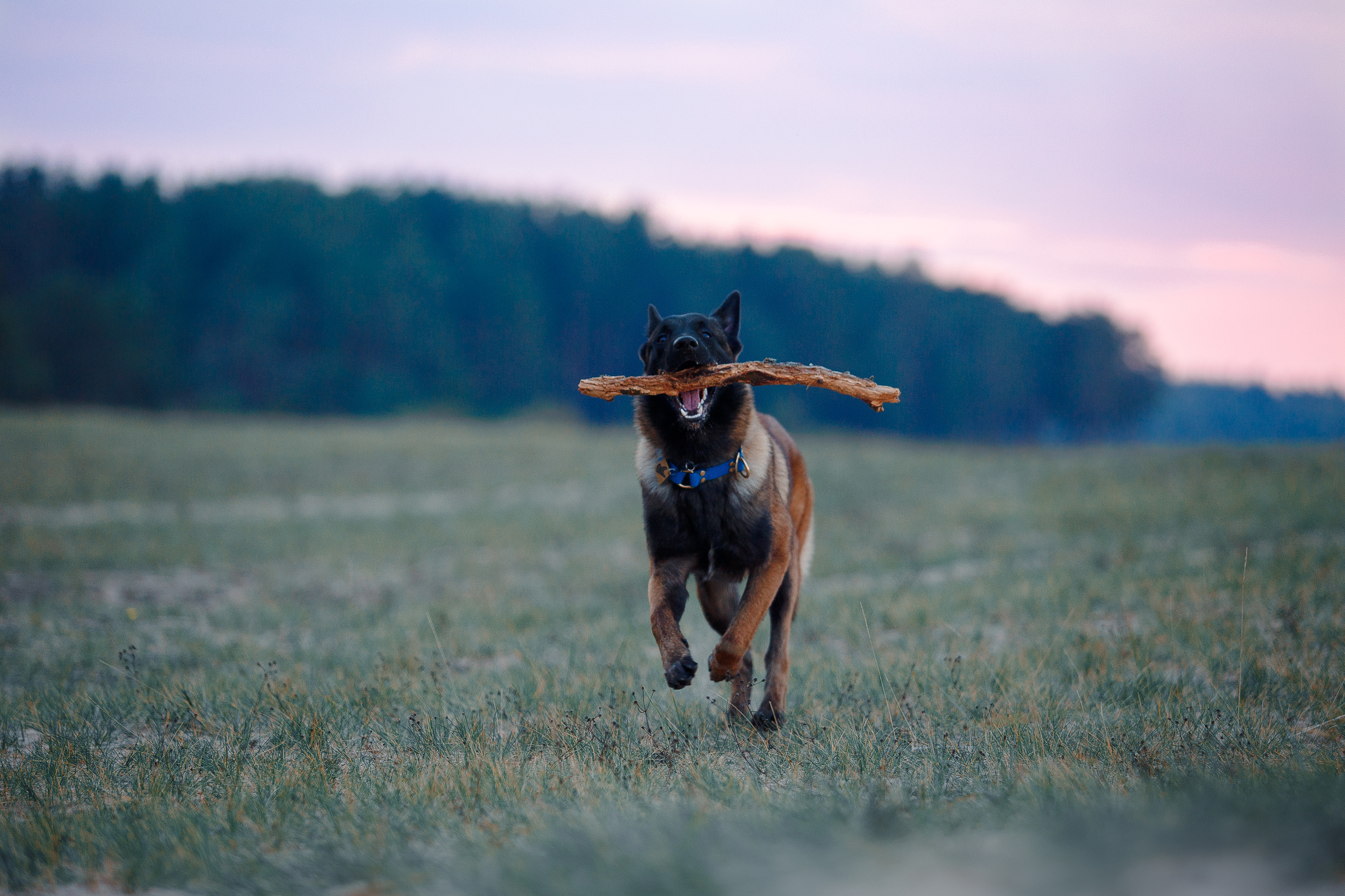Закат на Финском заливе. Фотограф-анималист Наталия Чистюхина в г. Сосновый Бор и ЛО