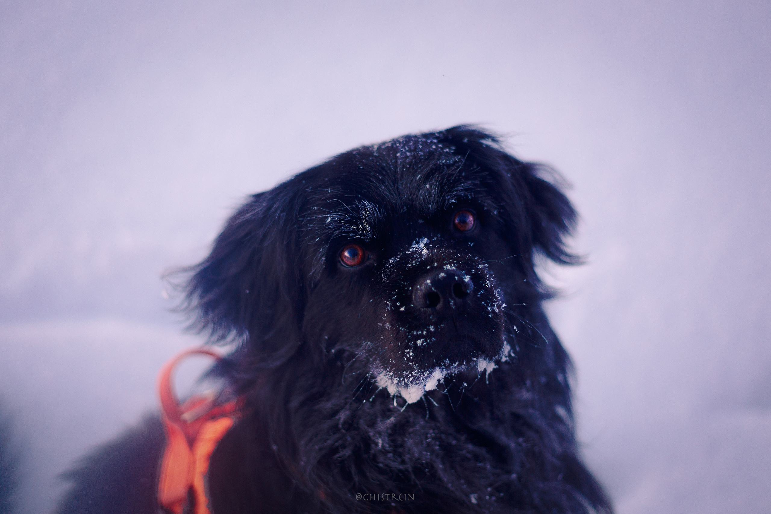 Модя. Закат на Финском заливе. Фотограф-анималист Наталия Чистюхина в г. Сосновый Бор и ЛО
