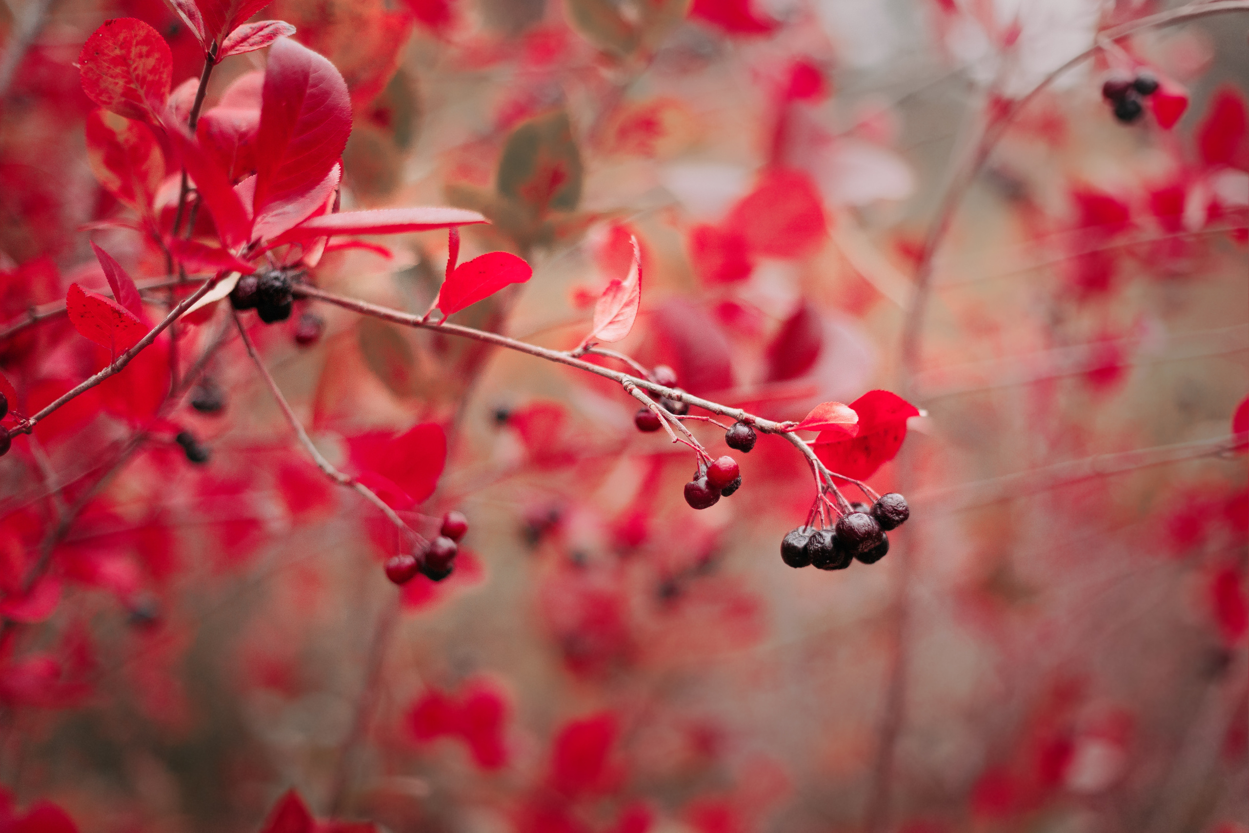 Осенний лес в Сосновом Бору. Фотограф-анималист Наталия Чистюхина в г. Сосновый Бор и ЛО