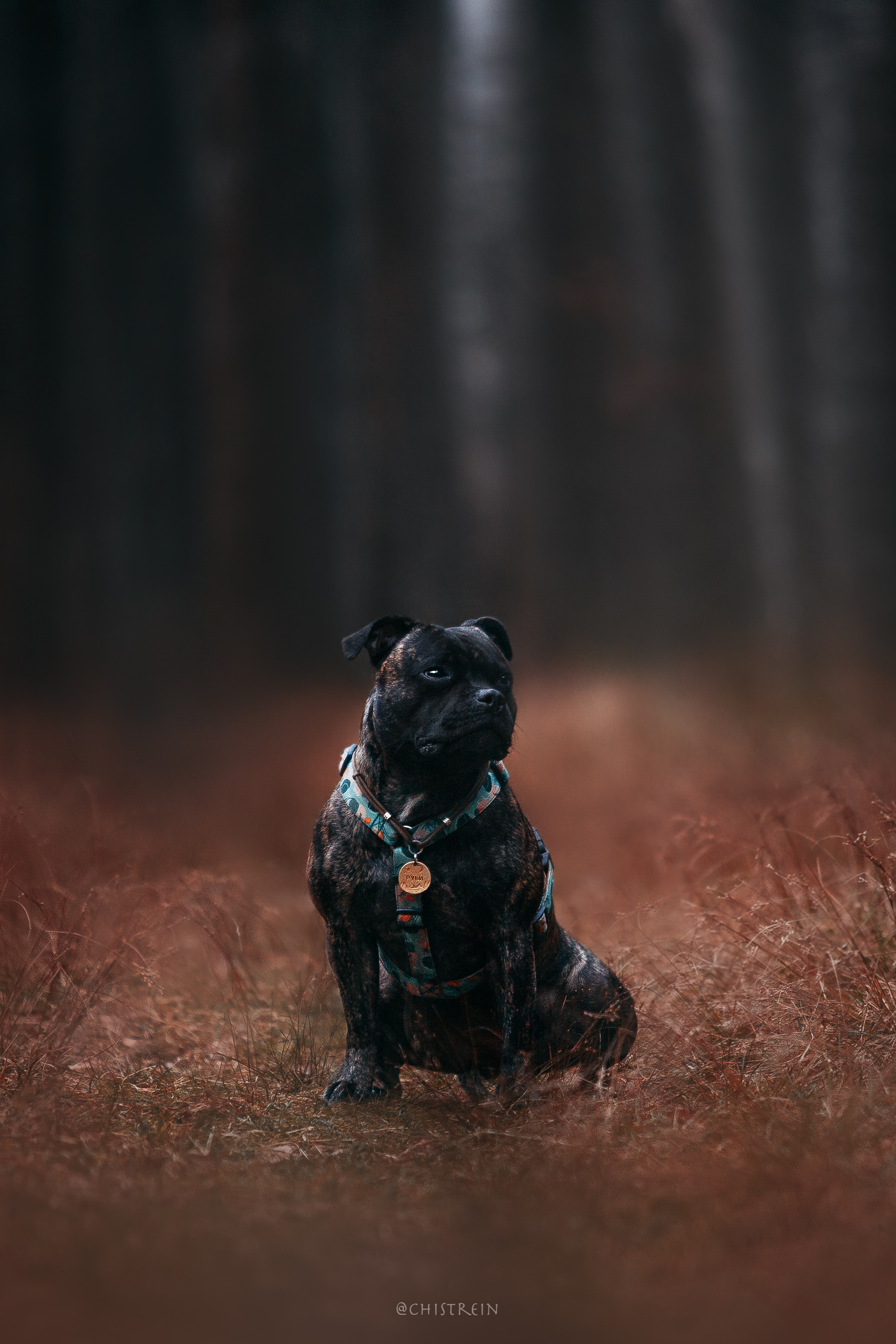 Стаффбуль Рубина. Фотограф-анималист Наталия Чистюхина в г. Сосновый Бор и ЛО