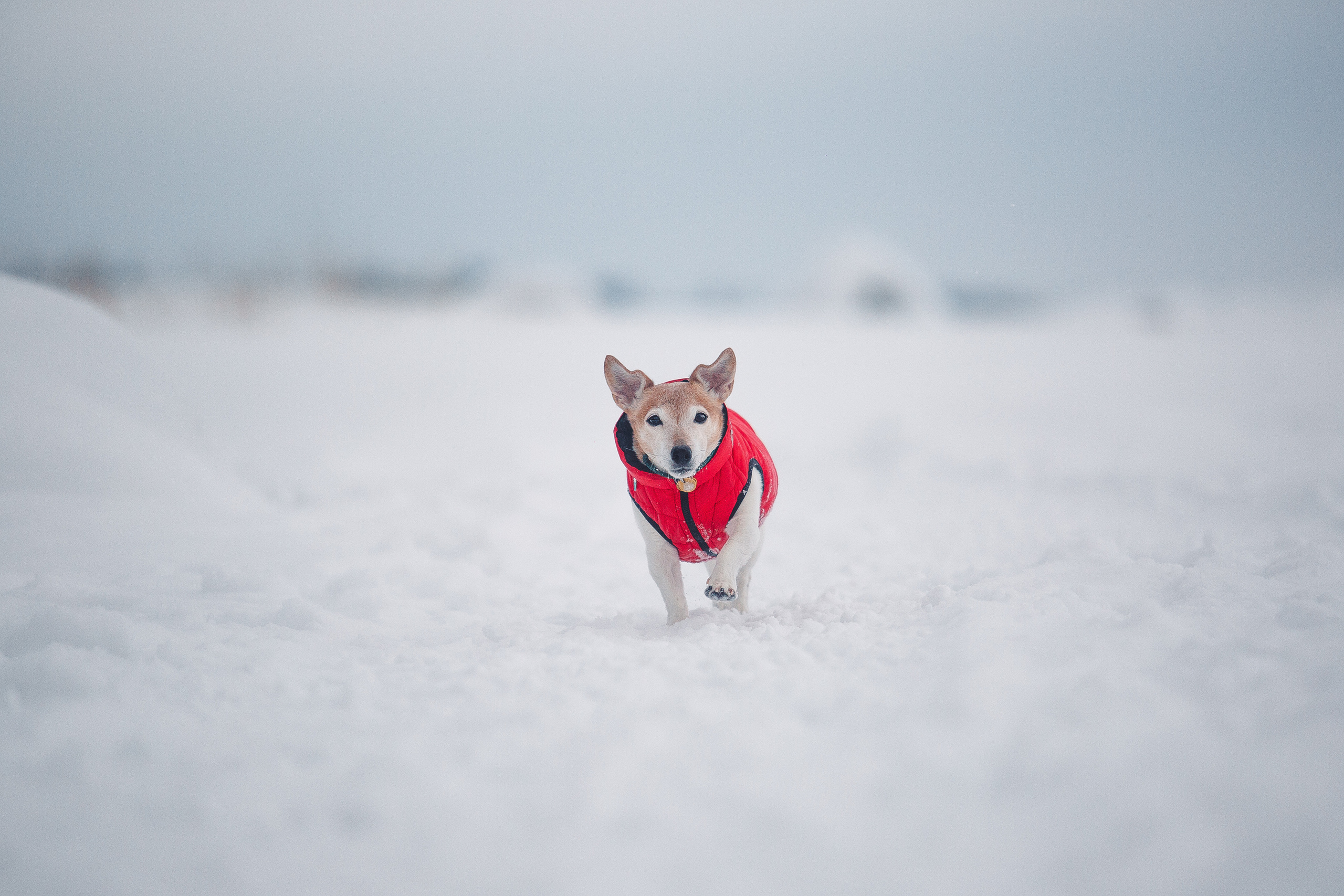 Дана, Варя, Анфиса и Миша в Ручьях. Фотограф-анималист Наталия Чистюхина в г. Сосновый Бор и ЛО