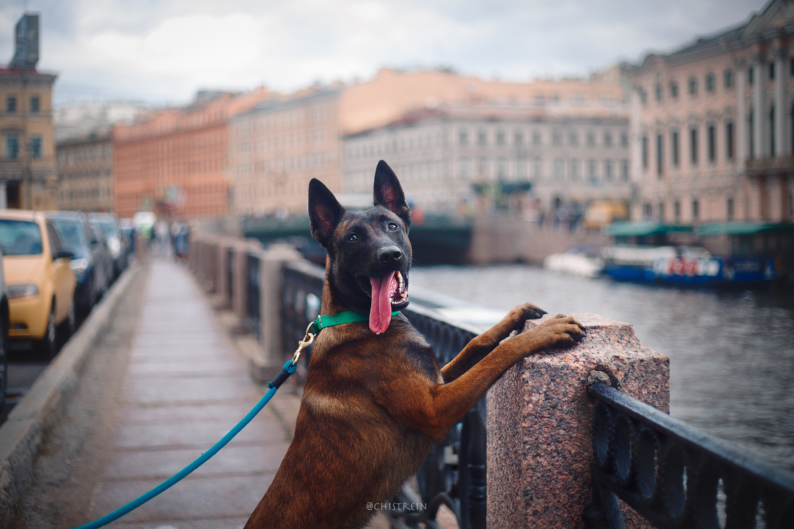 Малинуа Рики. Фотограф-анималист Наталия Чистюхина в г. Сосновый Бор и ЛО