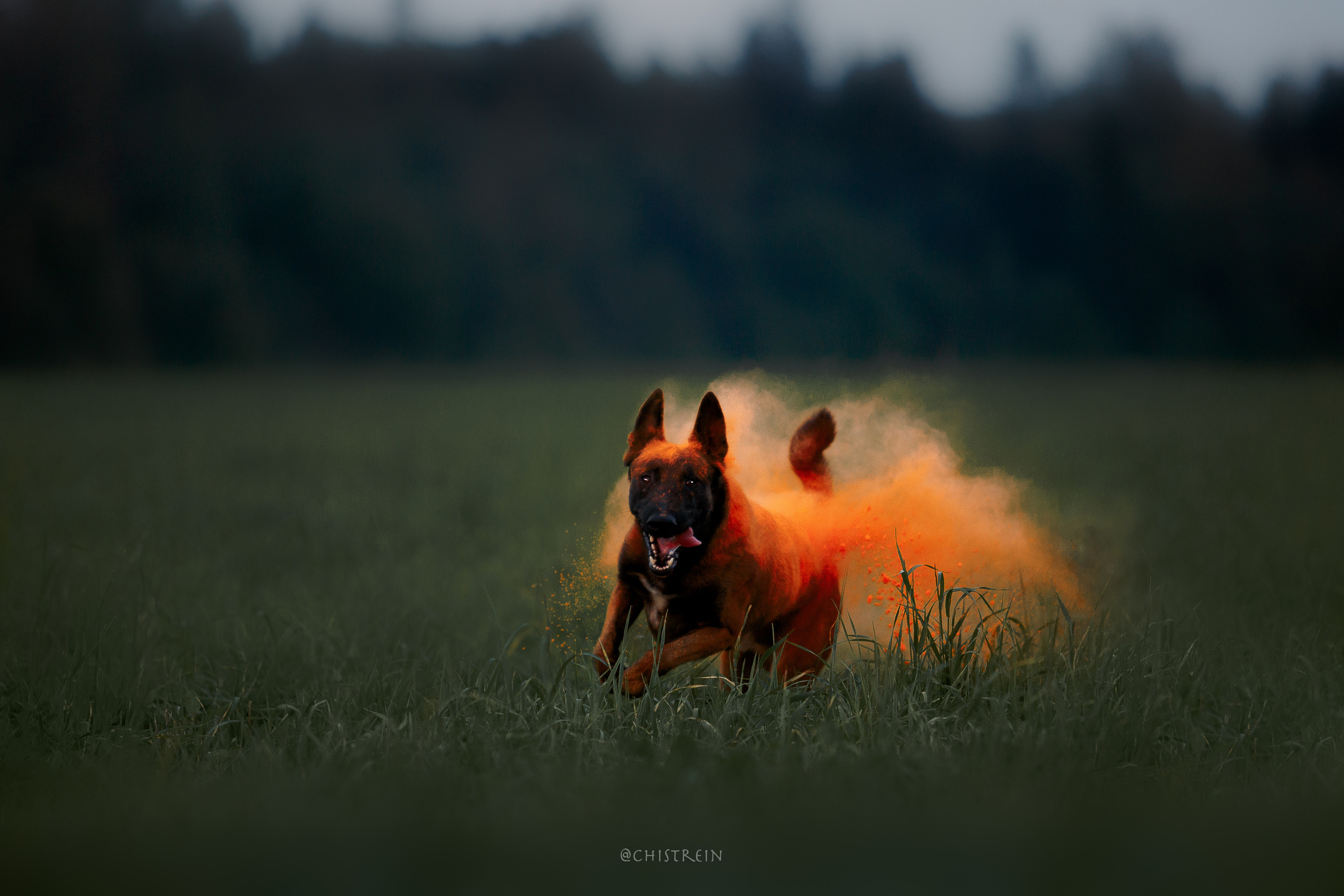 Краски холи. Малинуа Раш. Фотограф-анималист Наталия Чистюхина в г. Сосновый Бор и ЛО