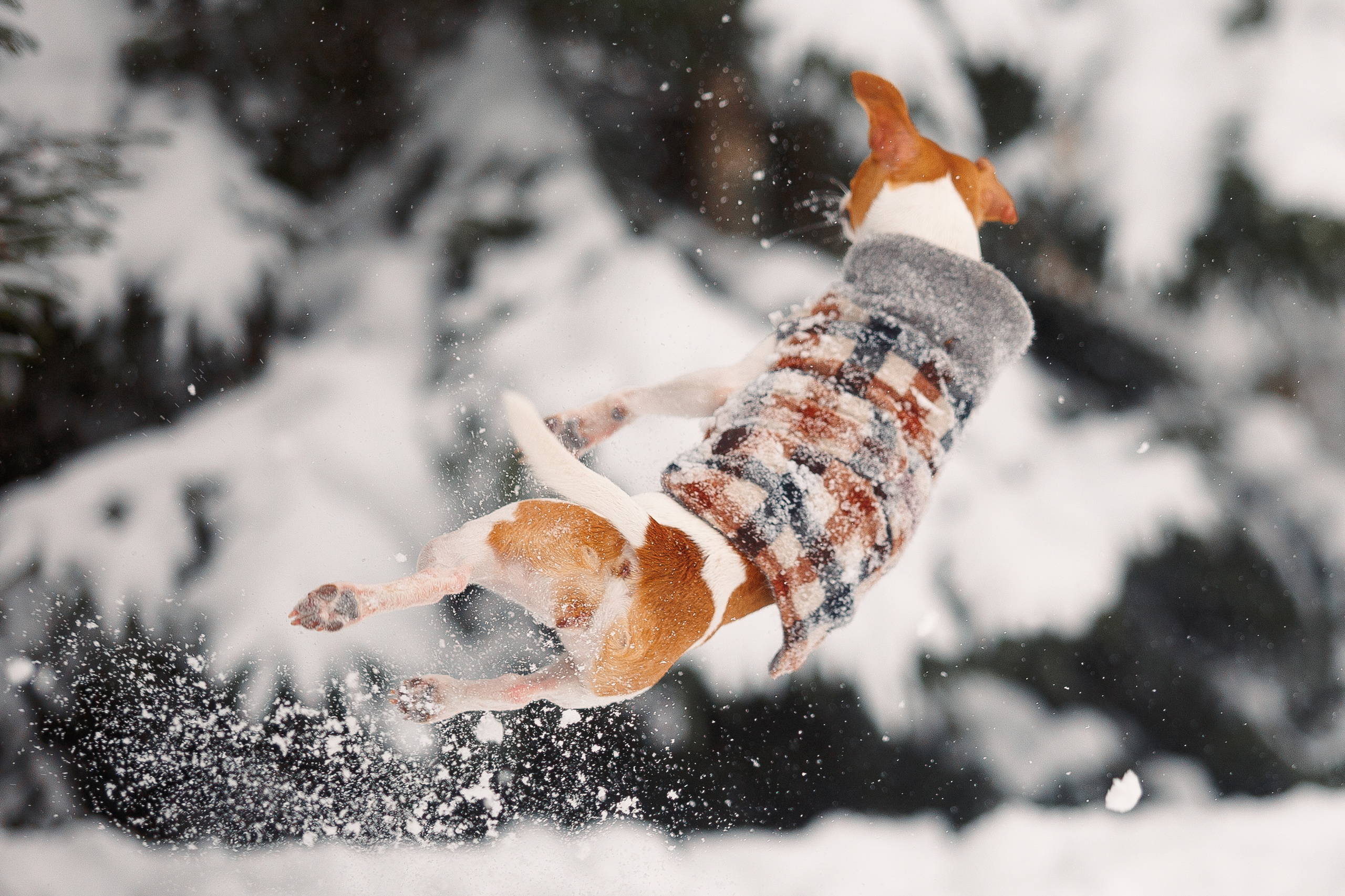 Дана, Варя, Анфиса и Миша в Ручьях. Фотограф-анималист Наталия Чистюхина в г. Сосновый Бор и ЛО