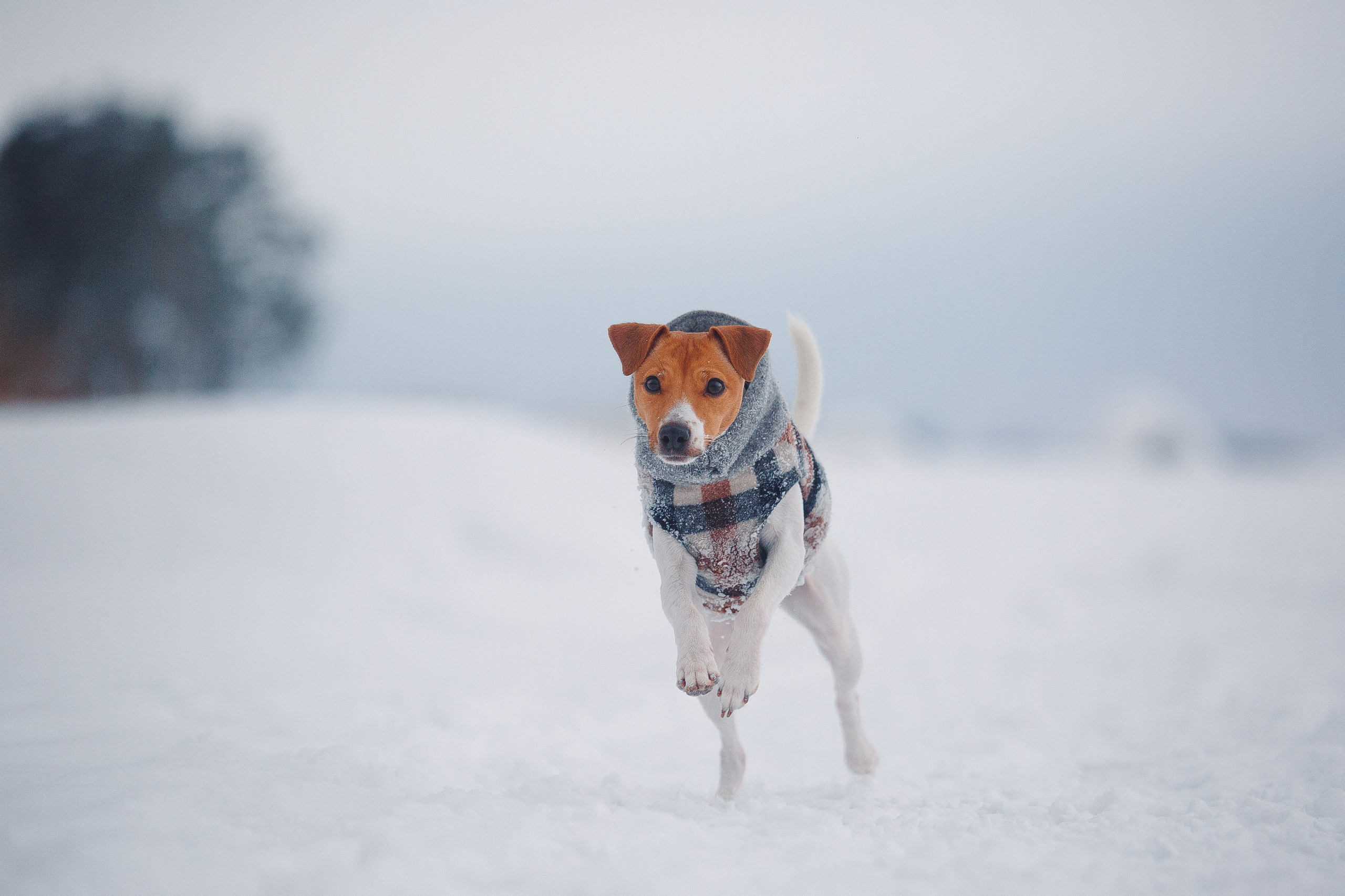 Дана, Варя, Анфиса и Миша в Ручьях. Фотограф-анималист Наталия Чистюхина в г. Сосновый Бор и ЛО