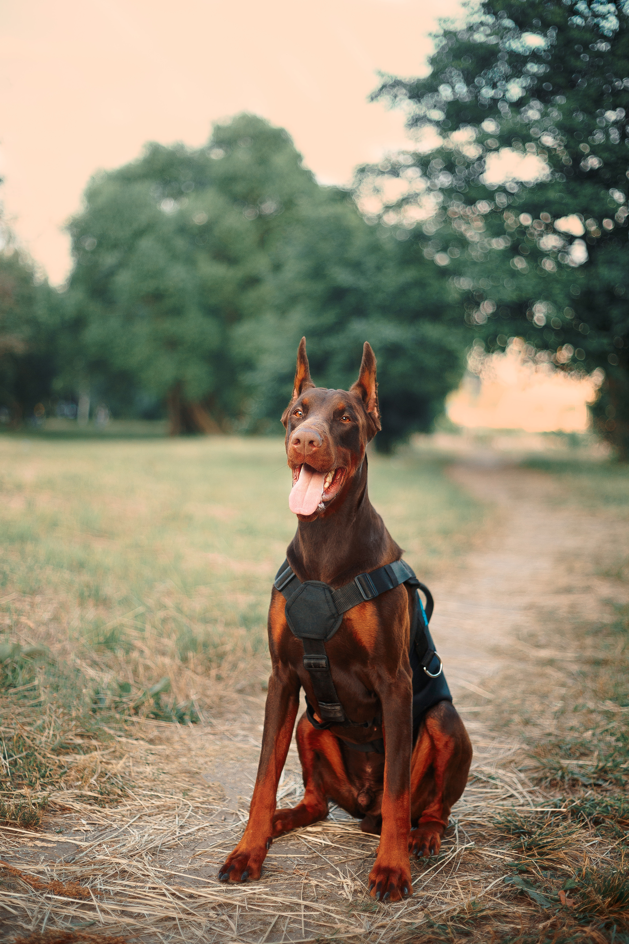 Атлас на Крестовском острове. Фотограф-анималист Наталия Чистюхина в г. Сосновый Бор и ЛО