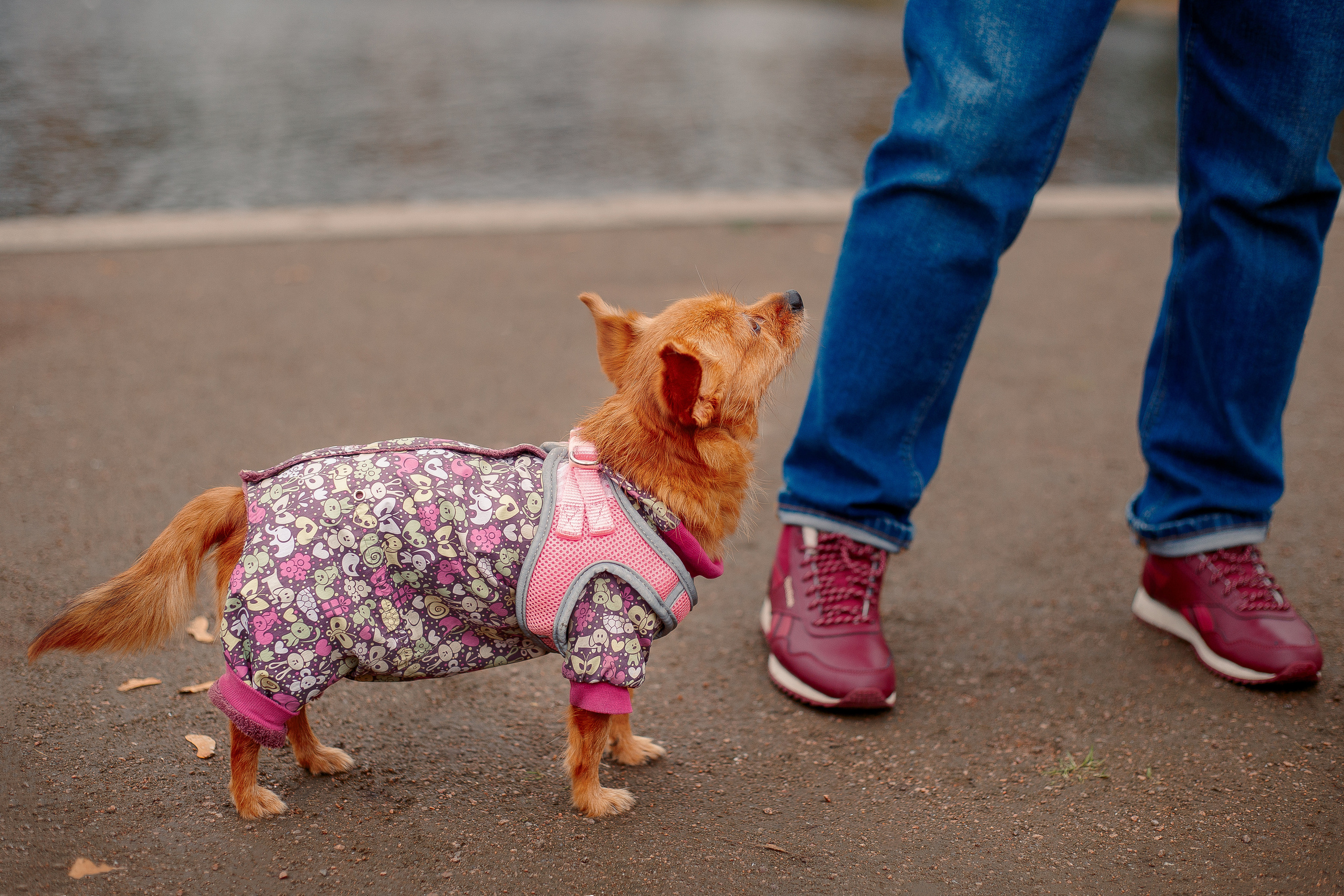 Таврический сад осенью. Фотограф-анималист Наталия Чистюхина в г. Сосновый Бор и ЛО