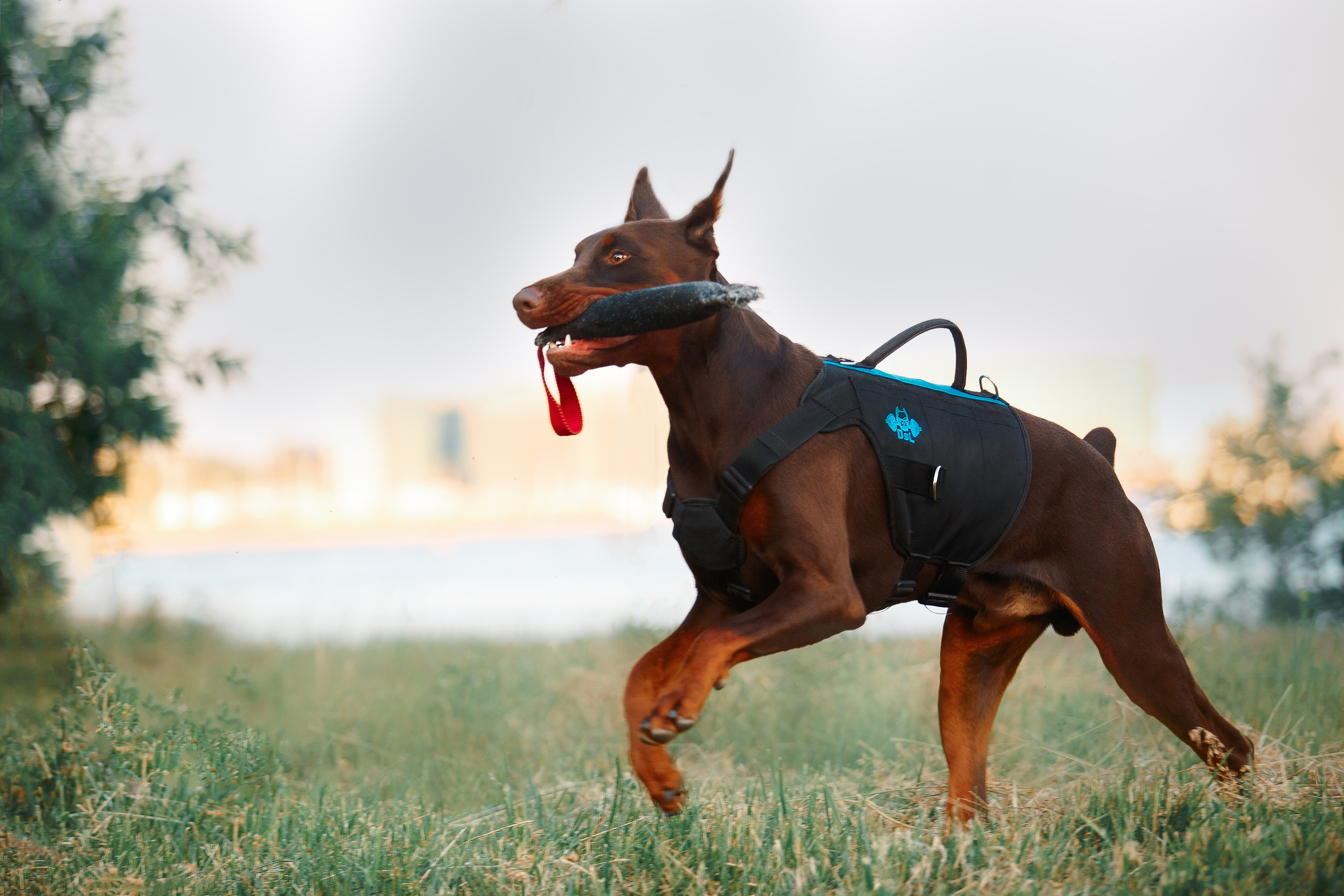 Атлас на Крестовском острове. Фотограф-анималист Наталия Чистюхина в г. Сосновый Бор и ЛО