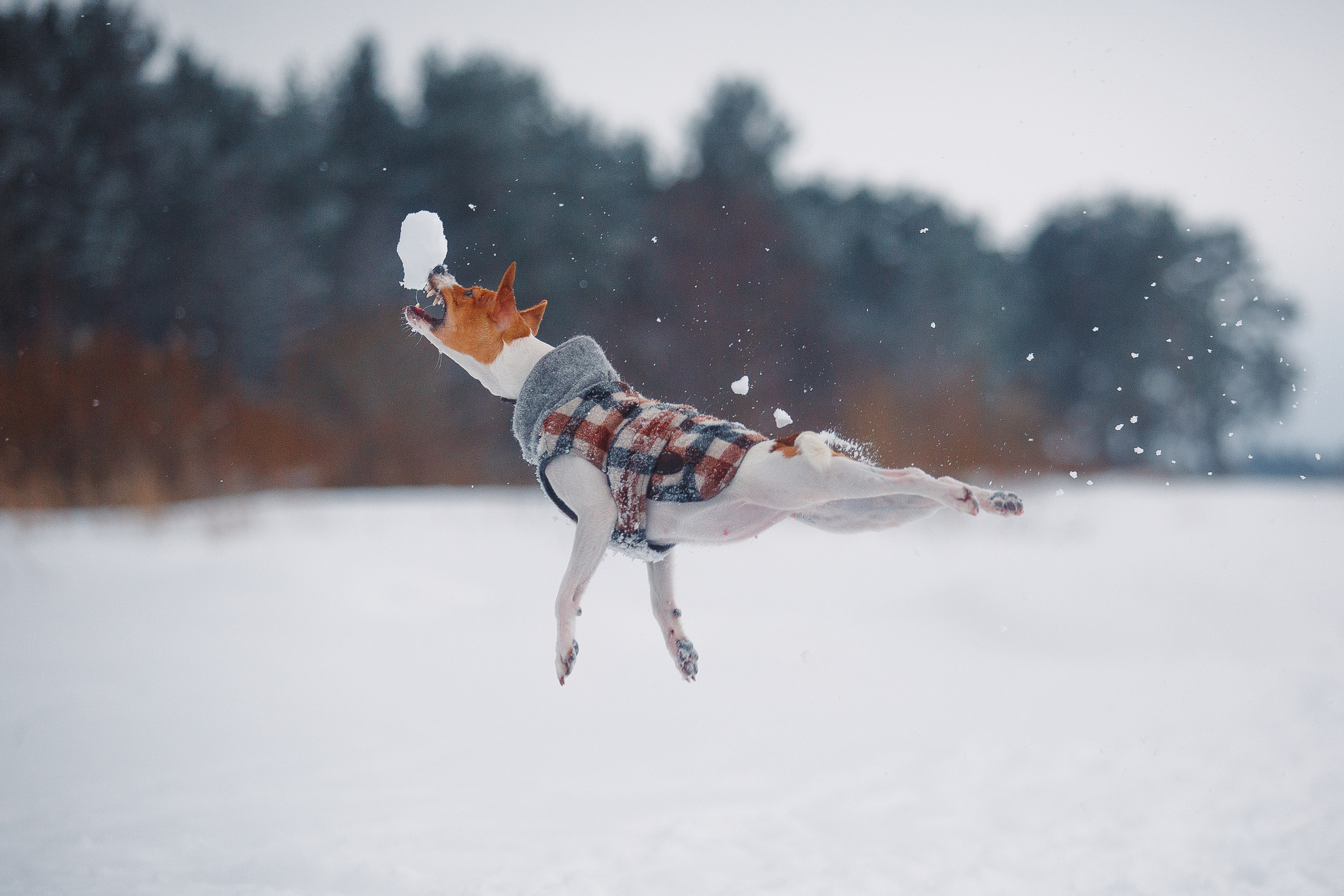 Дана, Варя, Анфиса и Миша в Ручьях. Фотограф-анималист Наталия Чистюхина в г. Сосновый Бор и ЛО