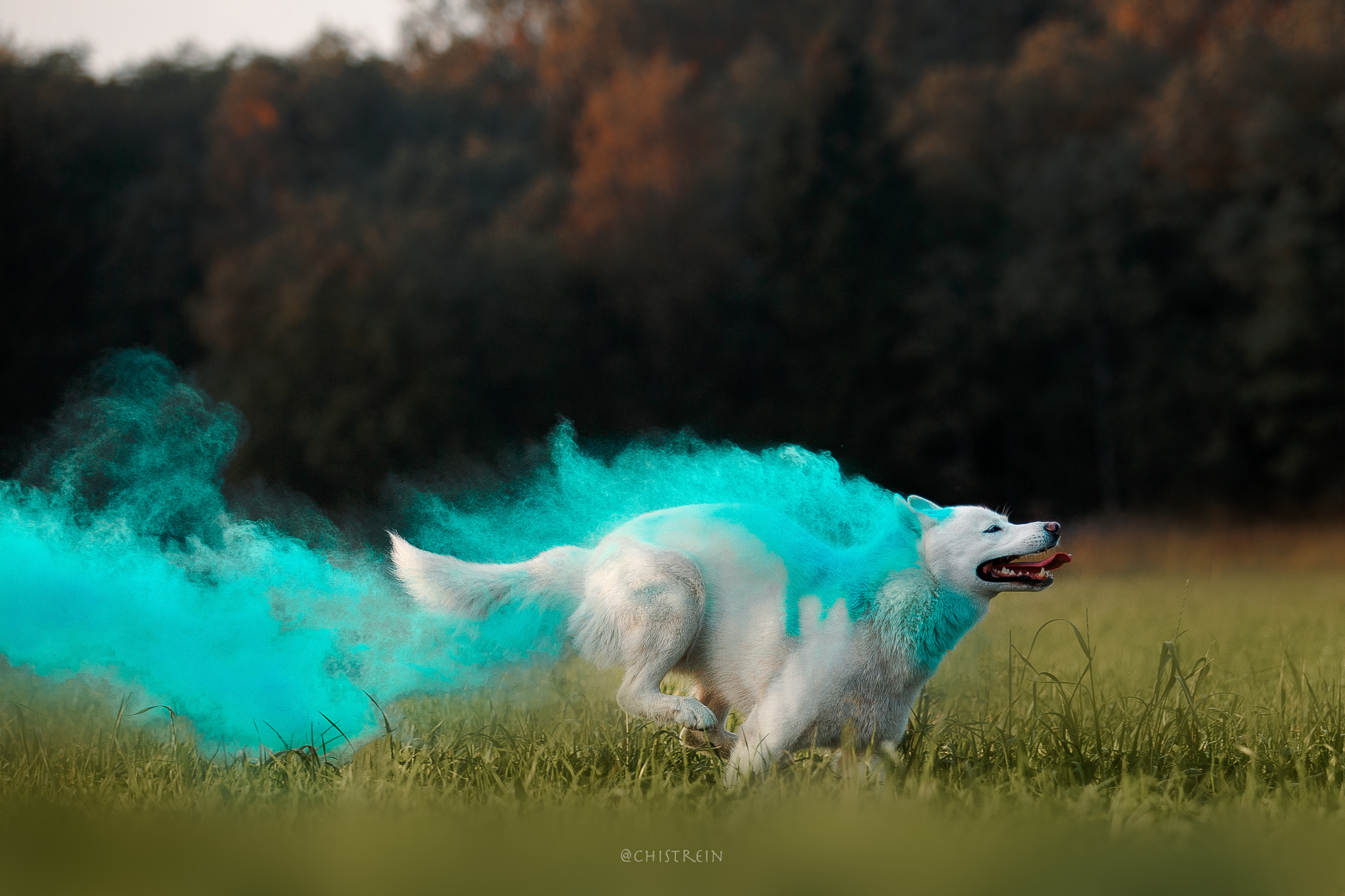 Хаски Гару и холи. Фотограф-анималист Наталия Чистюхина в г. Сосновый Бор и ЛО