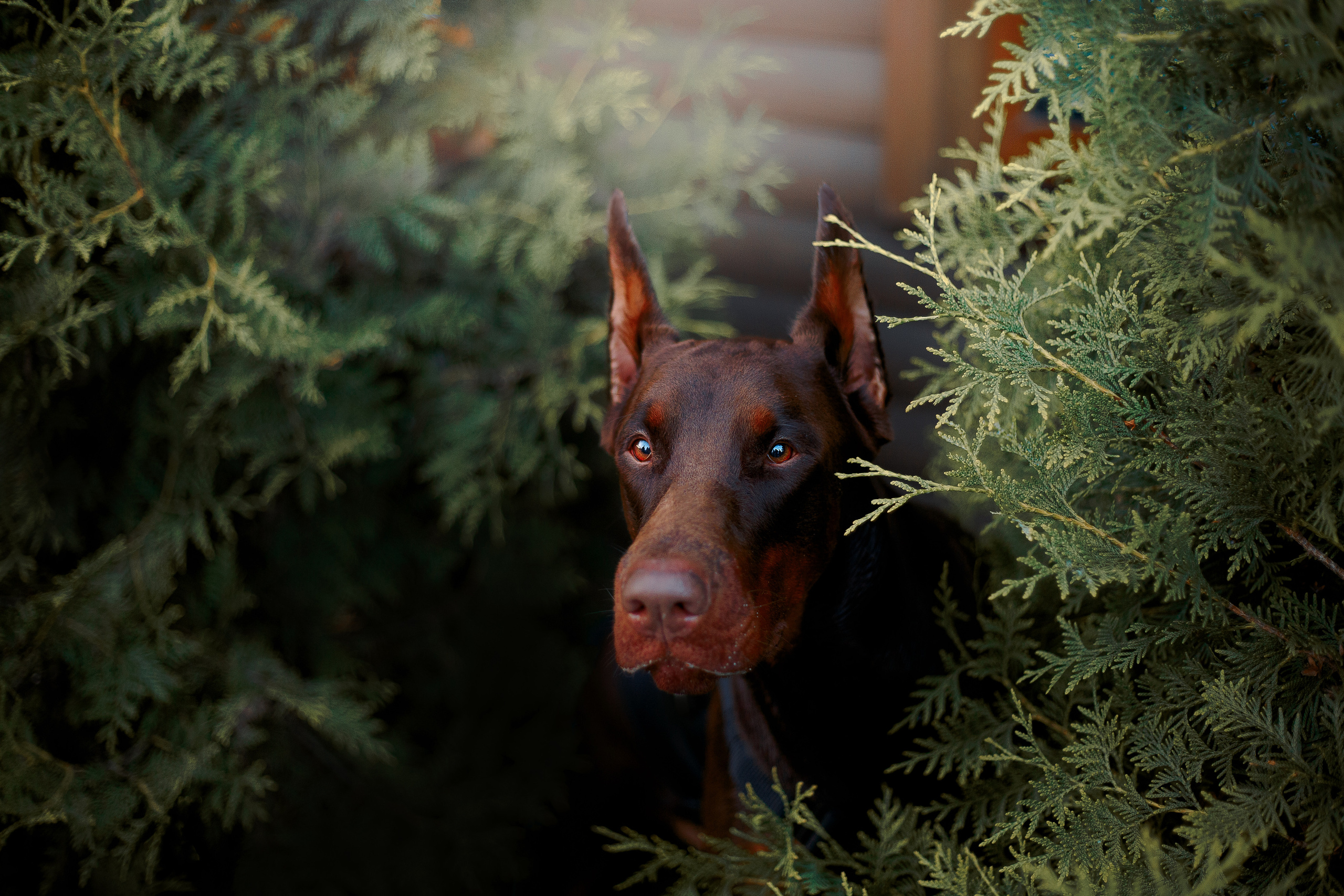 Атлас на Крестовском острове. Фотограф-анималист Наталия Чистюхина в г. Сосновый Бор и ЛО