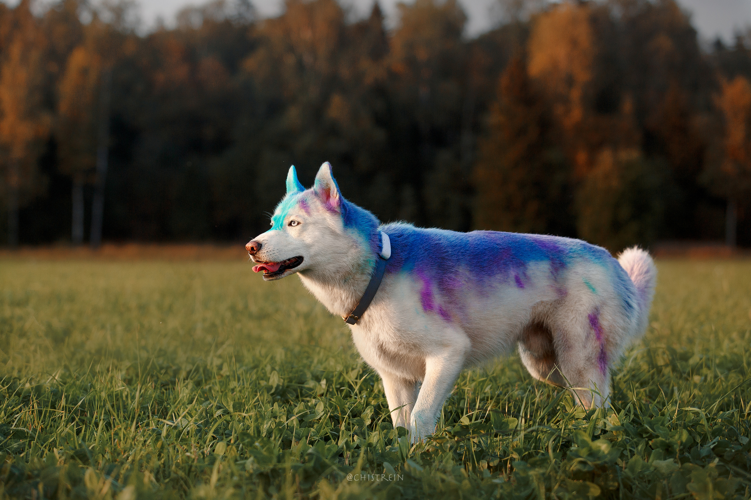 Хаски Гару и холи. Фотограф-анималист Наталия Чистюхина в г. Сосновый Бор и ЛО