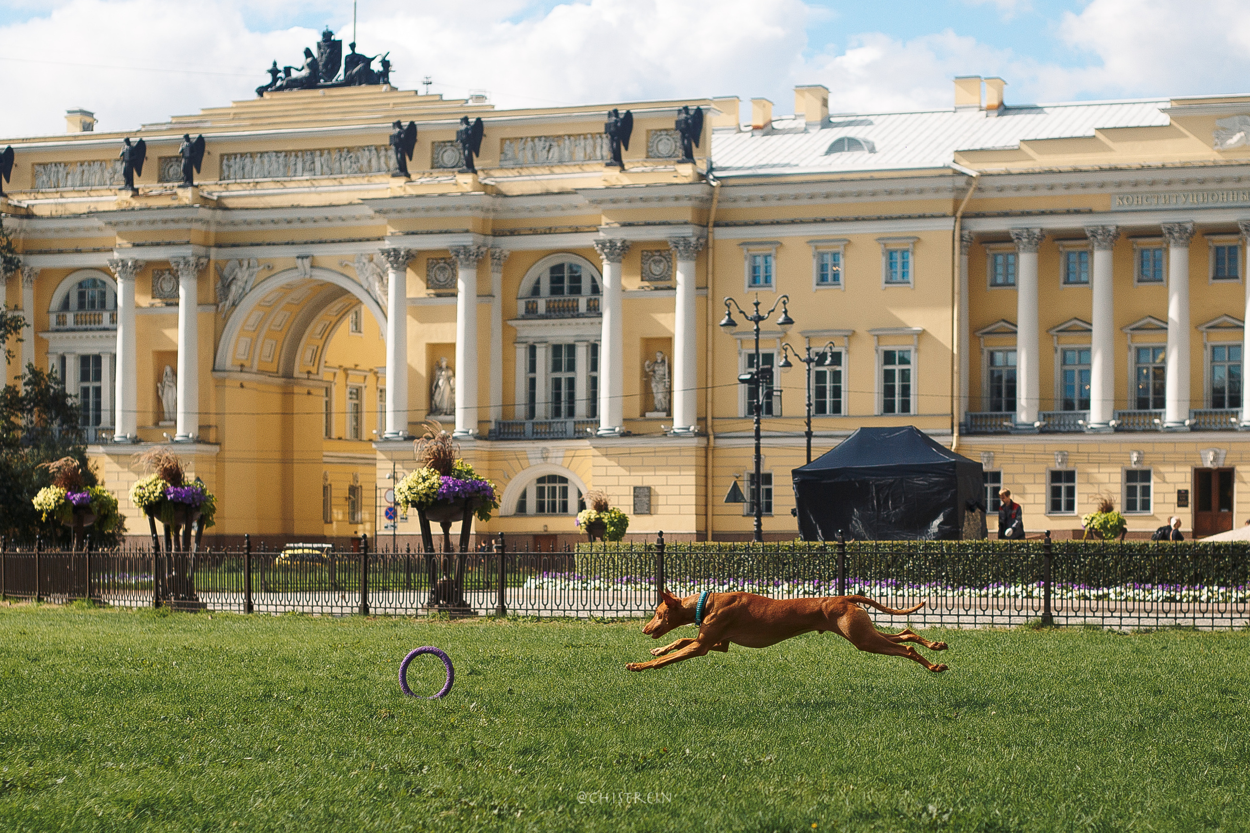 Арина и Гриффин в центре Питера. Фотограф-анималист Наталия Чистюхина в г. Сосновый Бор и ЛО