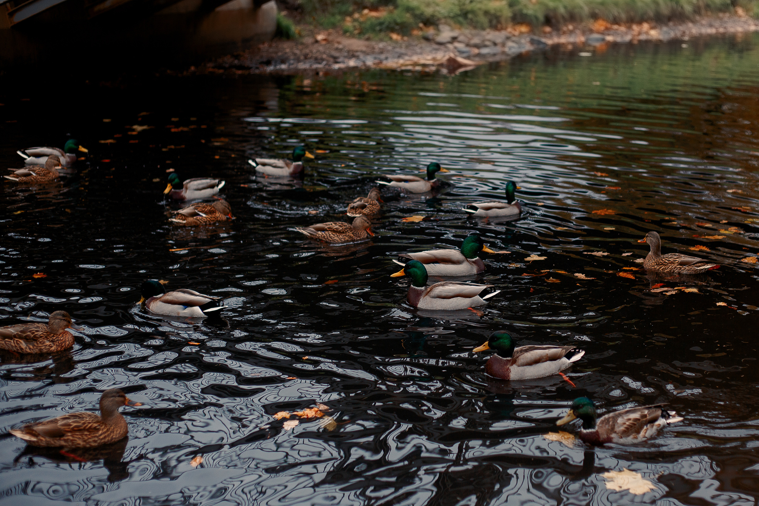 Таврический сад осенью. Фотограф-анималист Наталия Чистюхина в г. Сосновый Бор и ЛО