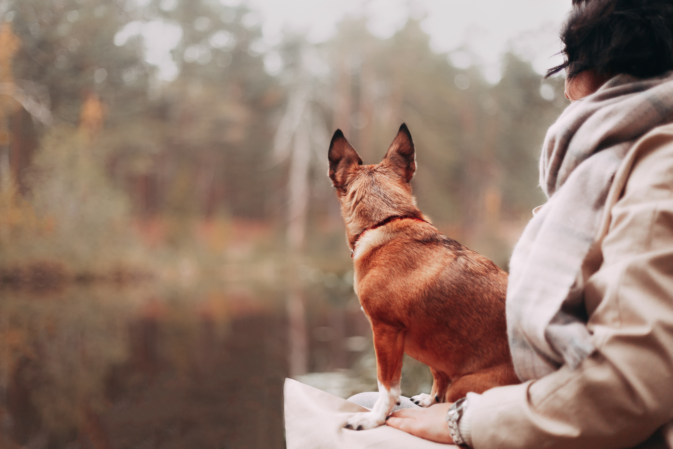 Осенний лес в Сосновом Бору. Фотограф-анималист Наталия Чистюхина в г. Сосновый Бор и ЛО