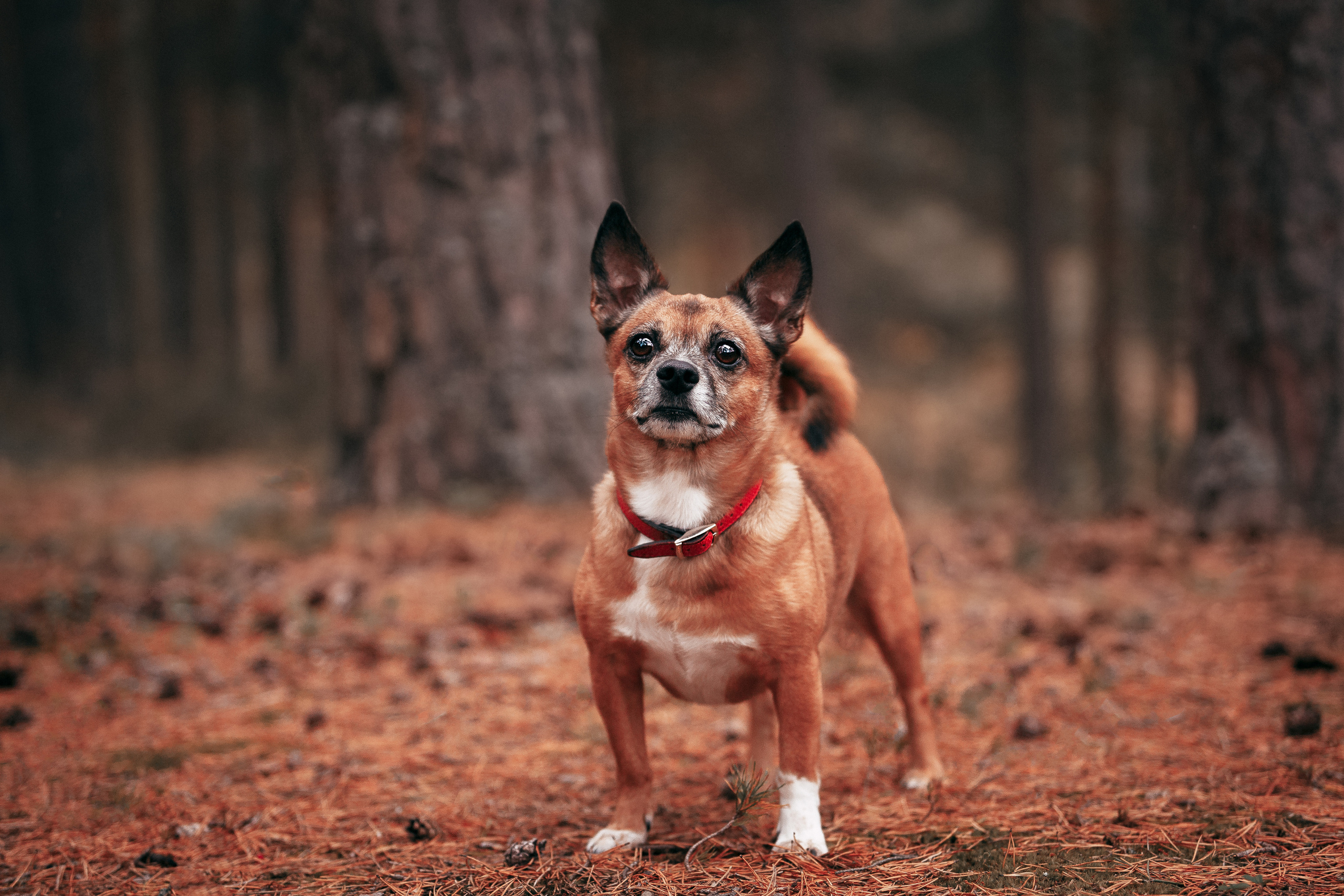 Осенний лес в Сосновом Бору. Фотограф-анималист Наталия Чистюхина в г. Сосновый Бор и ЛО