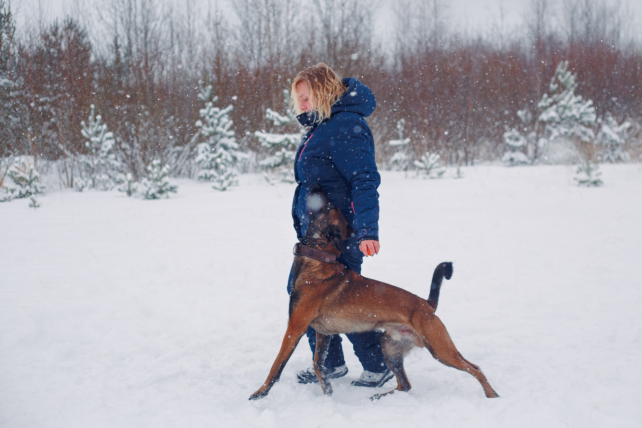 Зима и малинуа. Фотограф-анималист Наталия Чистюхина в г. Сосновый Бор и ЛО