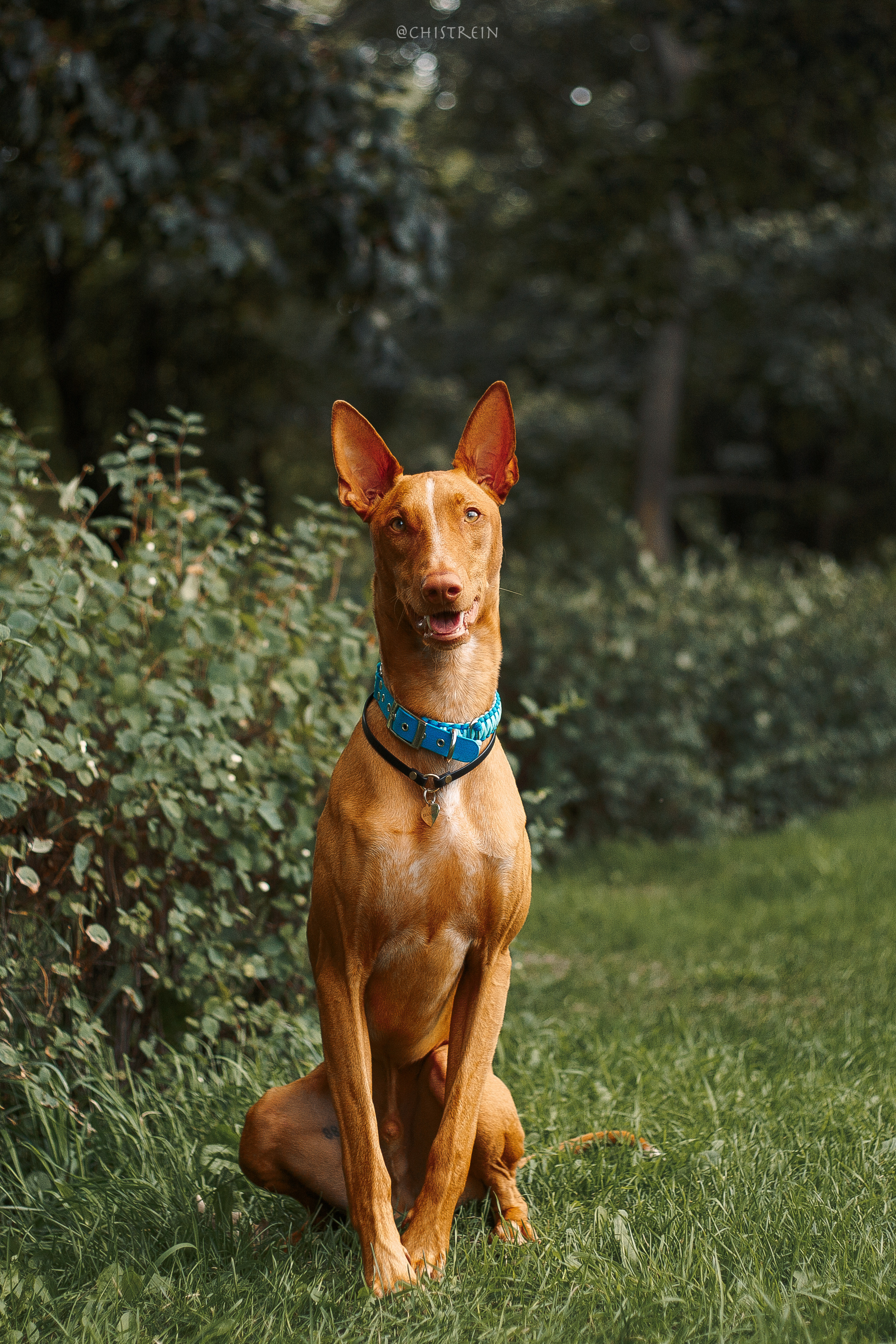 Арина и Гриффин в центре Питера. Фотограф-анималист Наталия Чистюхина в г. Сосновый Бор и ЛО