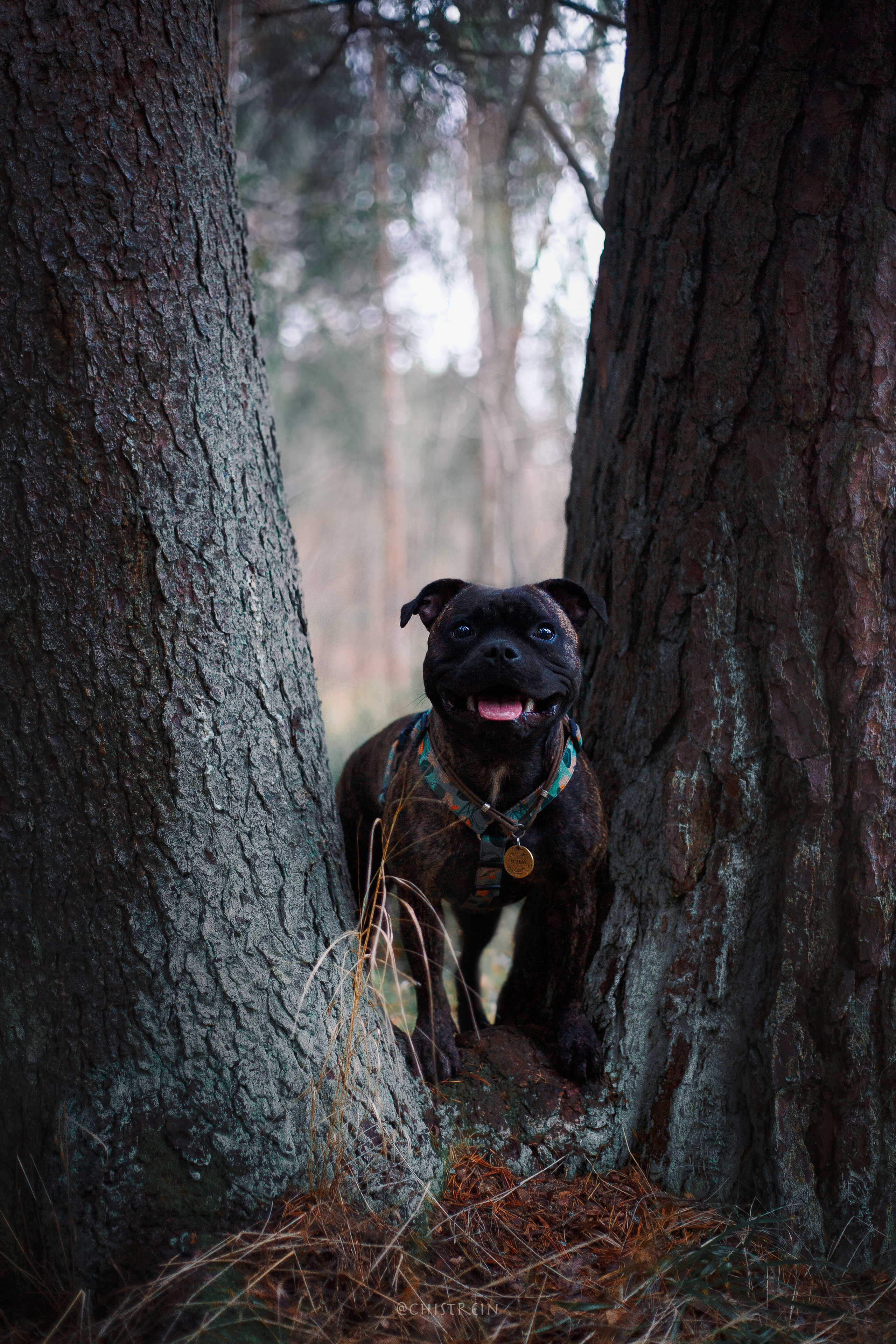 Стаффбуль Рубина. Фотограф-анималист Наталия Чистюхина в г. Сосновый Бор и ЛО