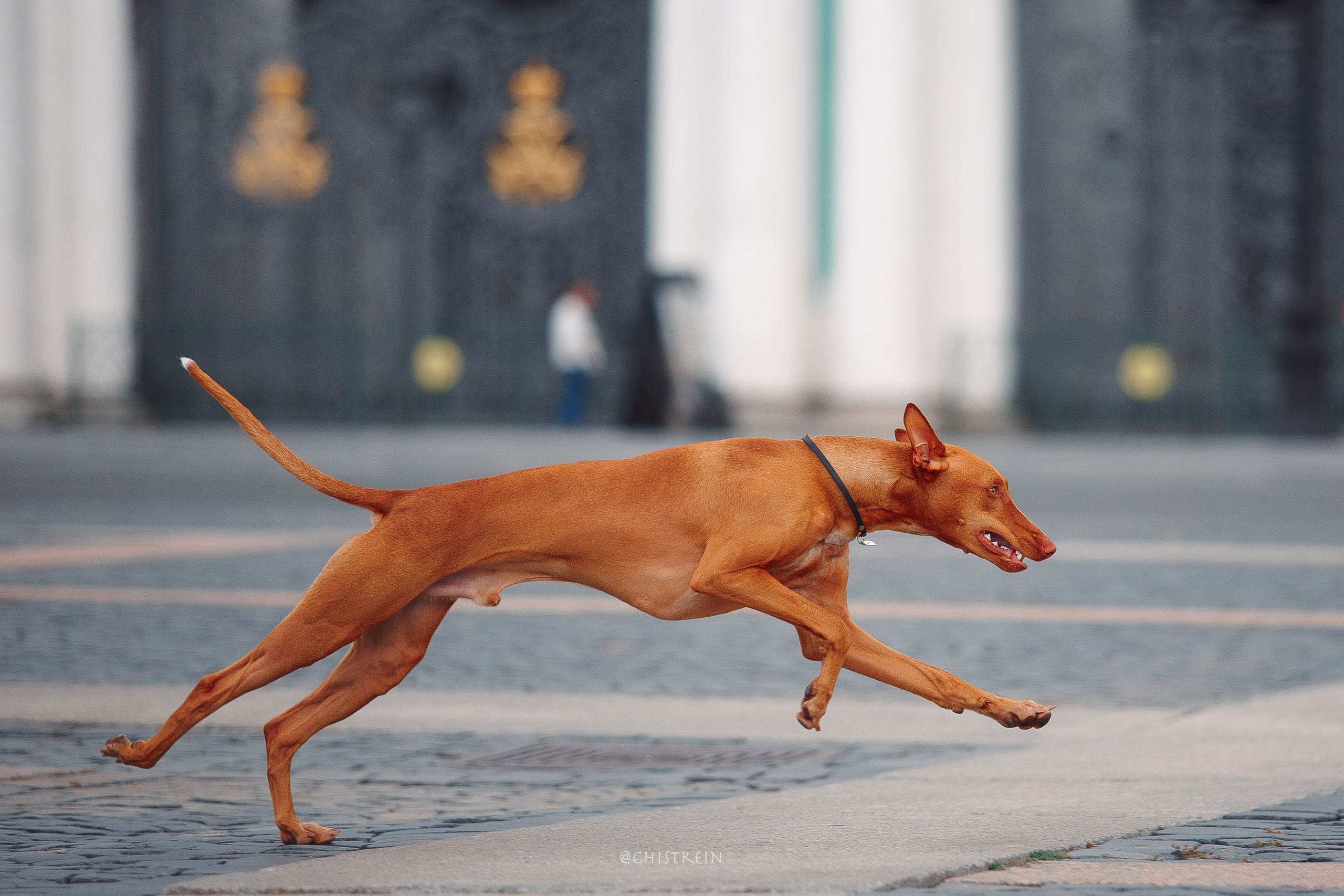 Арина и Гриффин в центре Питера. Фотограф-анималист Наталия Чистюхина в г. Сосновый Бор и ЛО