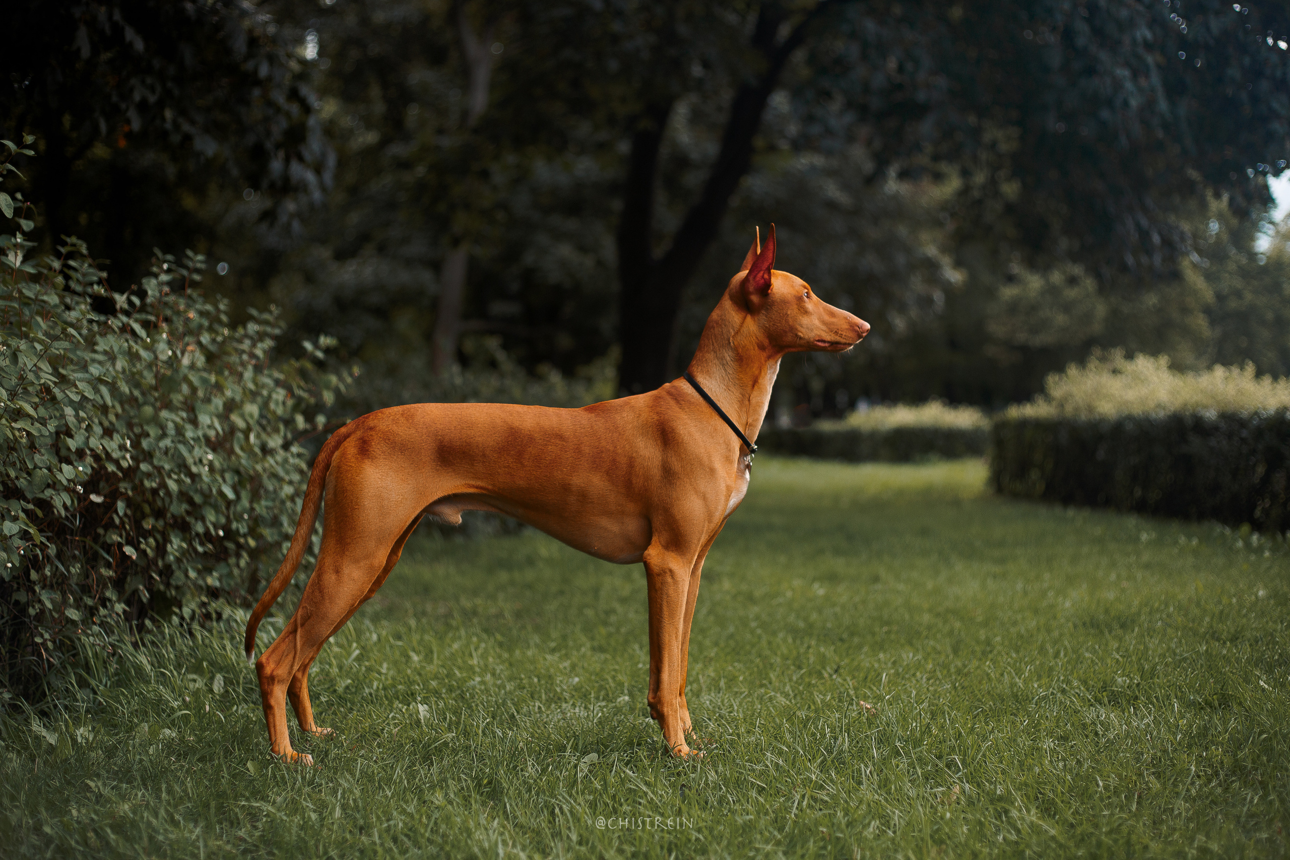 Арина и Гриффин в центре Питера. Фотограф-анималист Наталия Чистюхина в г. Сосновый Бор и ЛО