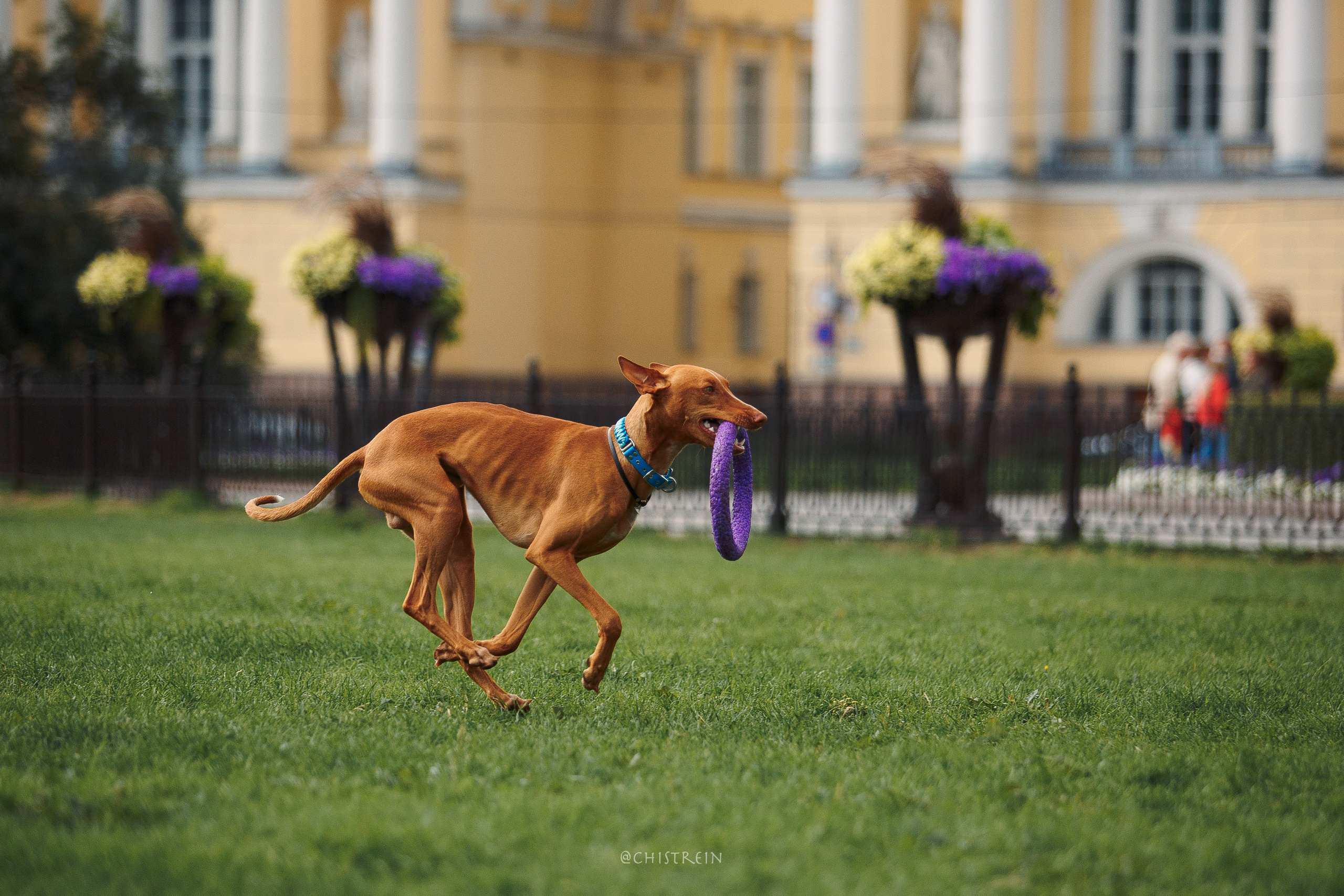 Арина и Гриффин в центре Питера. Фотограф-анималист Наталия Чистюхина в г. Сосновый Бор и ЛО
