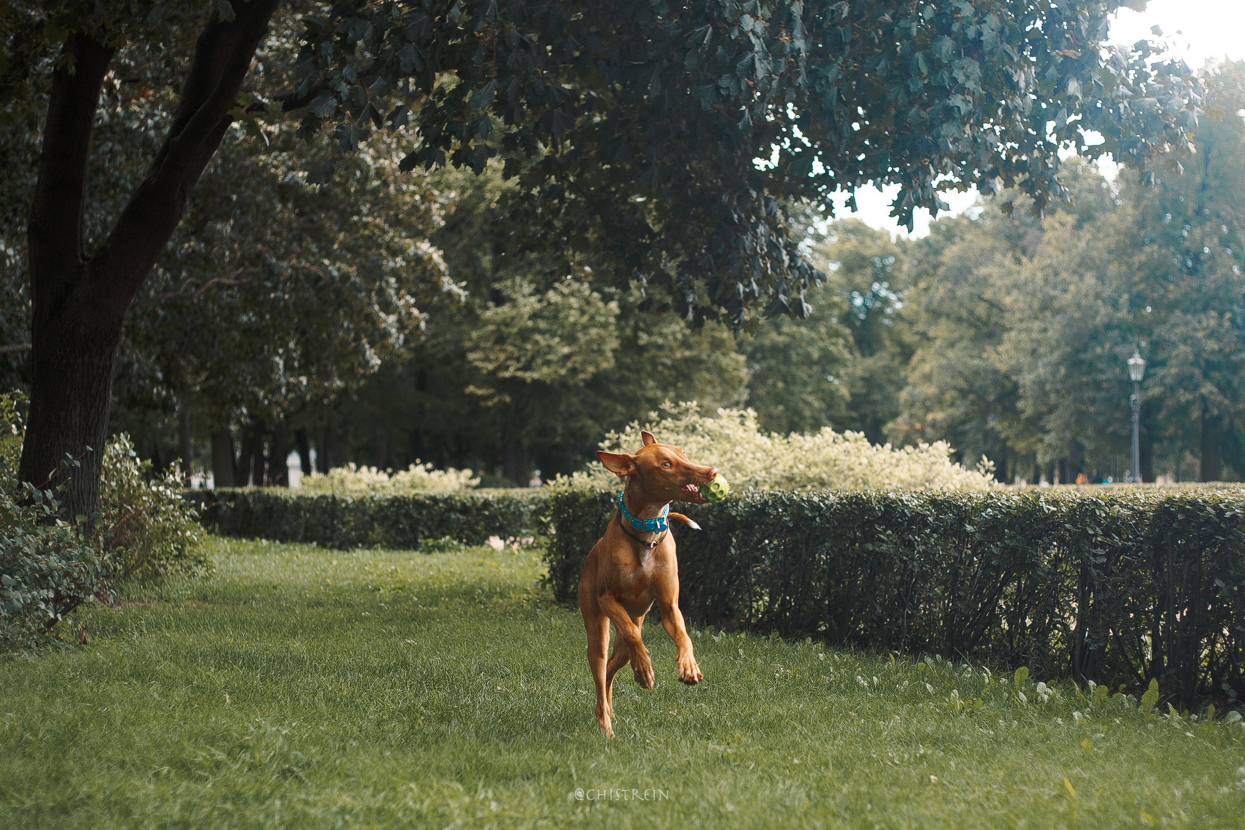 Арина и Гриффин в центре Питера. Фотограф-анималист Наталия Чистюхина в г. Сосновый Бор и ЛО
