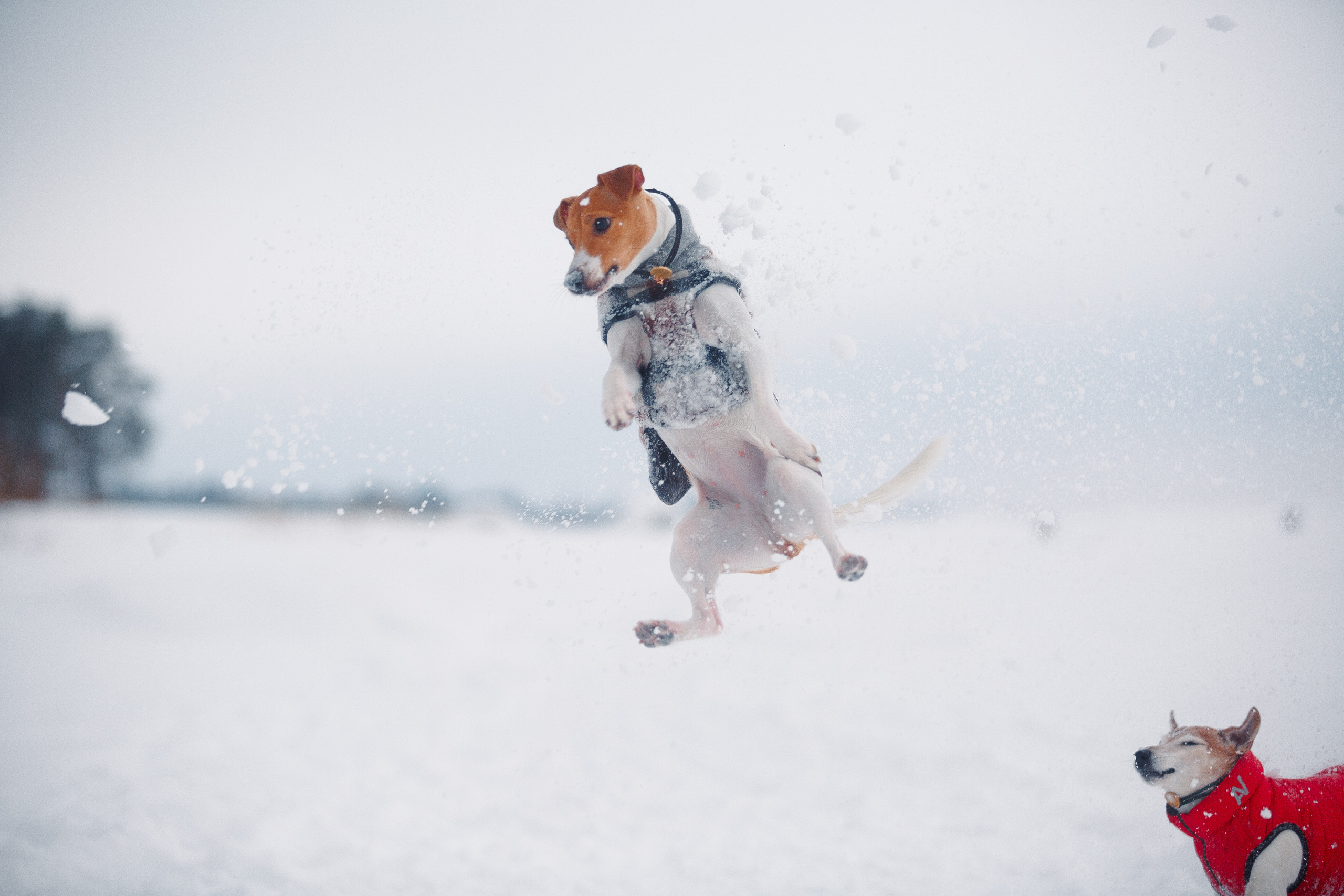Дана, Варя, Анфиса и Миша в Ручьях. Фотограф-анималист Наталия Чистюхина в г. Сосновый Бор и ЛО