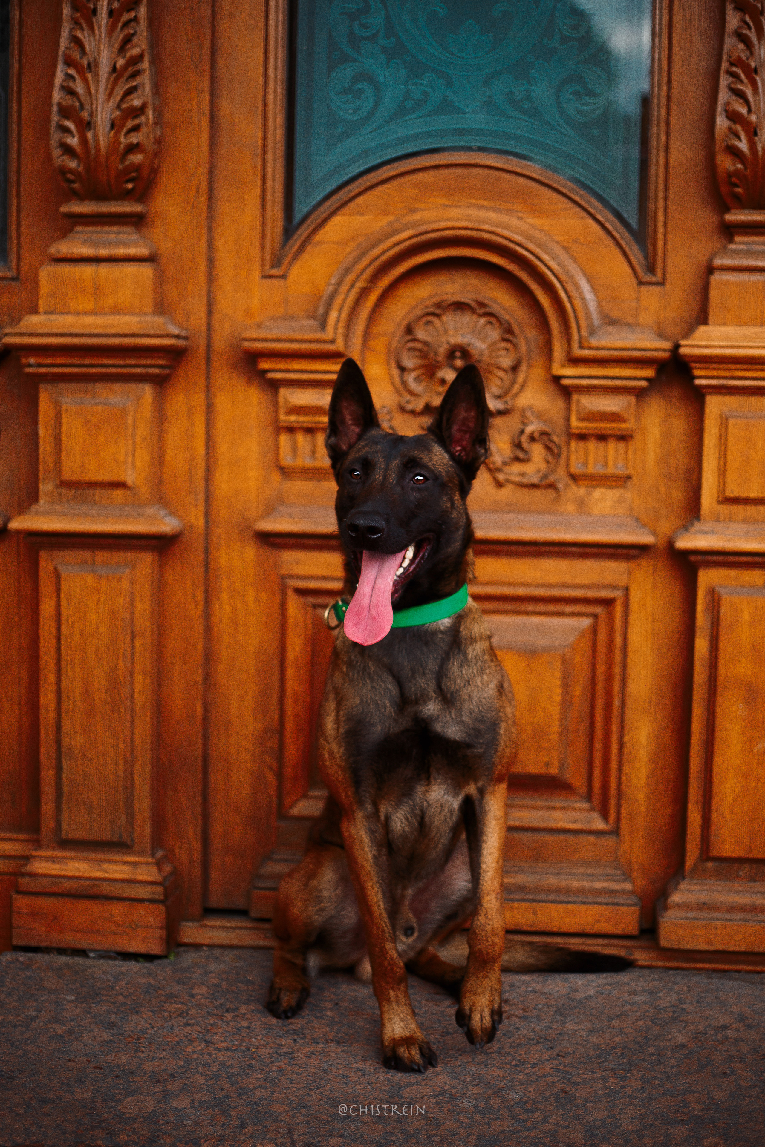 Малинуа Рики. Фотограф-анималист Наталия Чистюхина в г. Сосновый Бор и ЛО