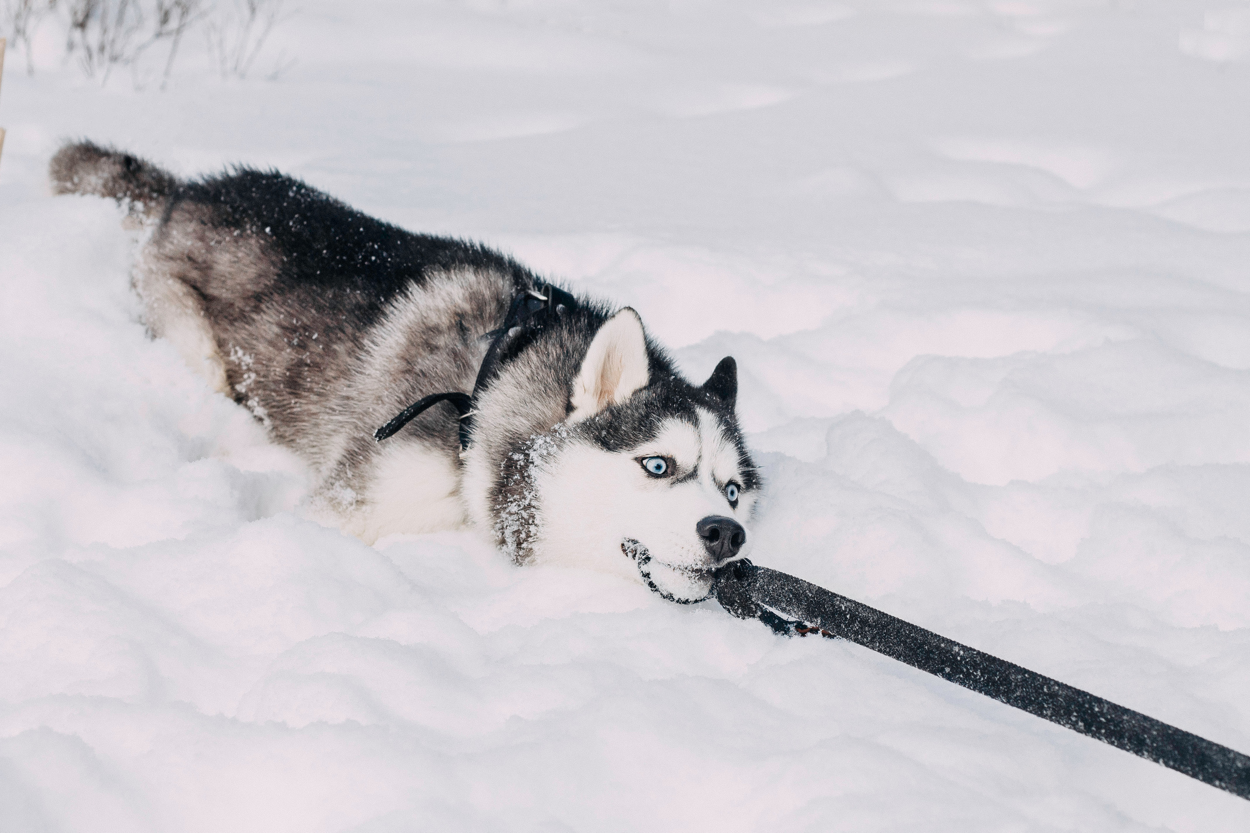 Щенок хаски Плуто. Фотограф-анималист Наталия Чистюхина в г. Сосновый Бор и ЛО