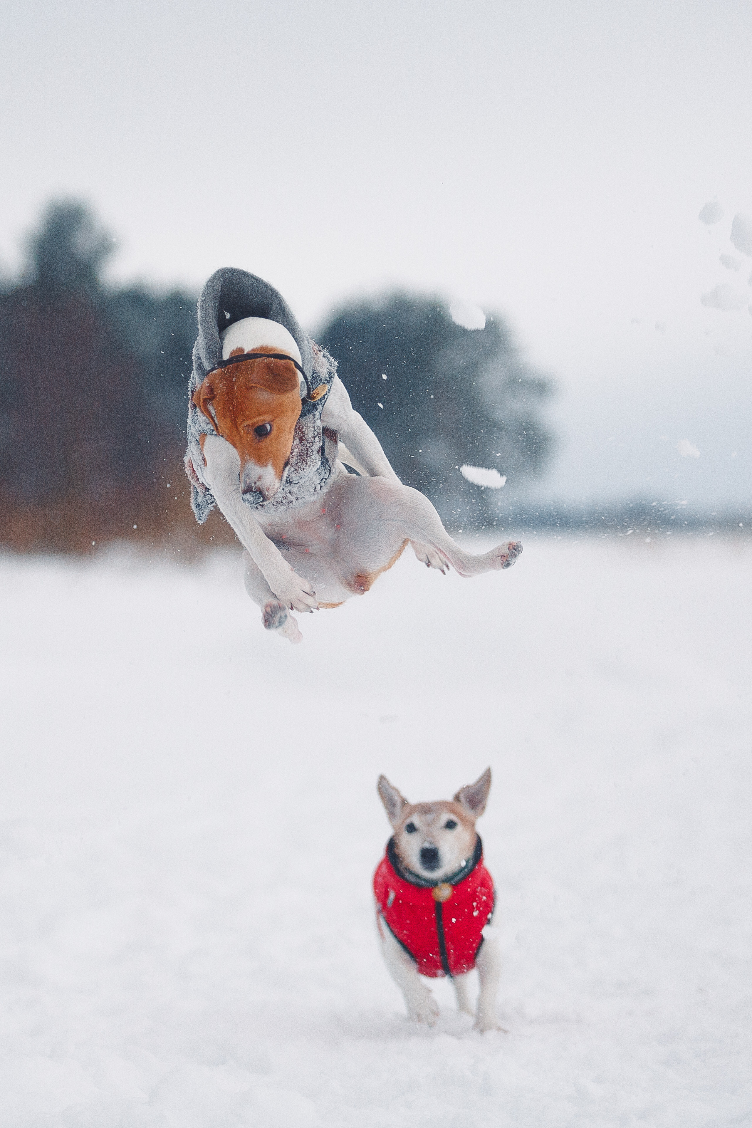 Дана, Варя, Анфиса и Миша в Ручьях. Фотограф-анималист Наталия Чистюхина в г. Сосновый Бор и ЛО