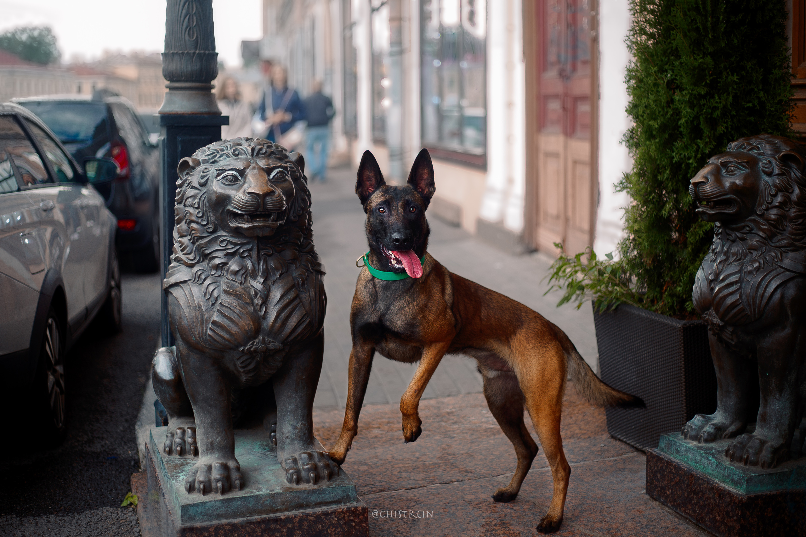 Малинуа Рики. Фотограф-анималист Наталия Чистюхина в г. Сосновый Бор и ЛО