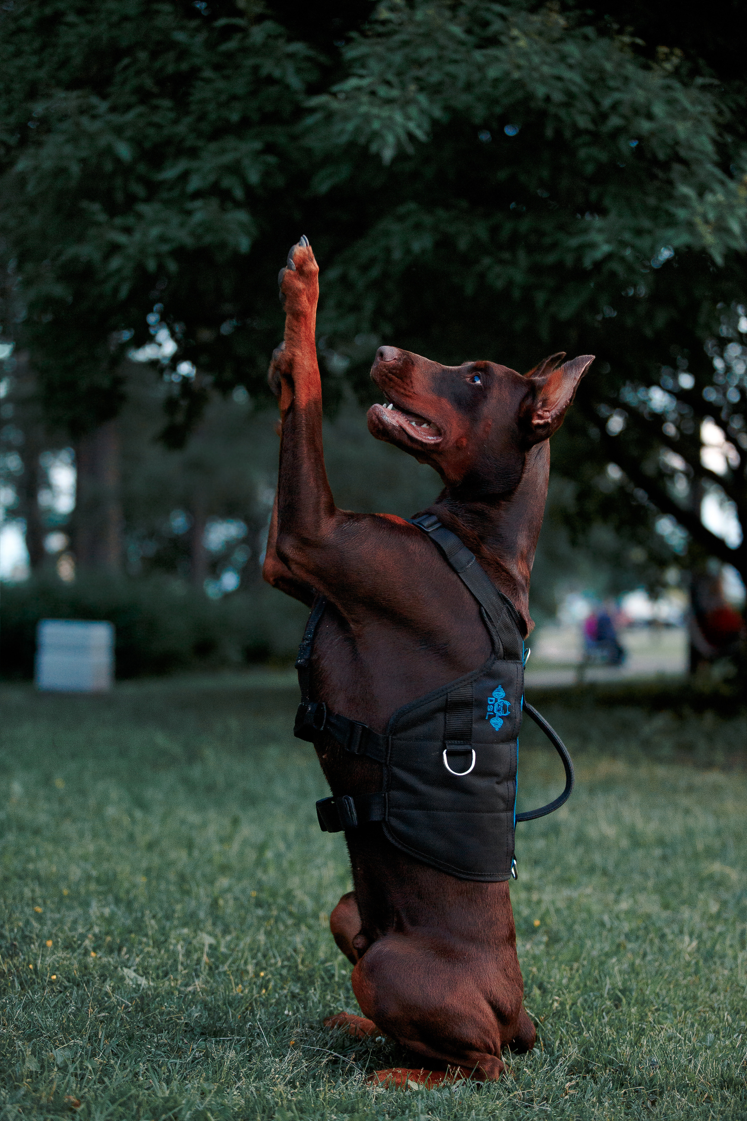 Атлас на Крестовском острове. Фотограф-анималист Наталия Чистюхина в г. Сосновый Бор и ЛО