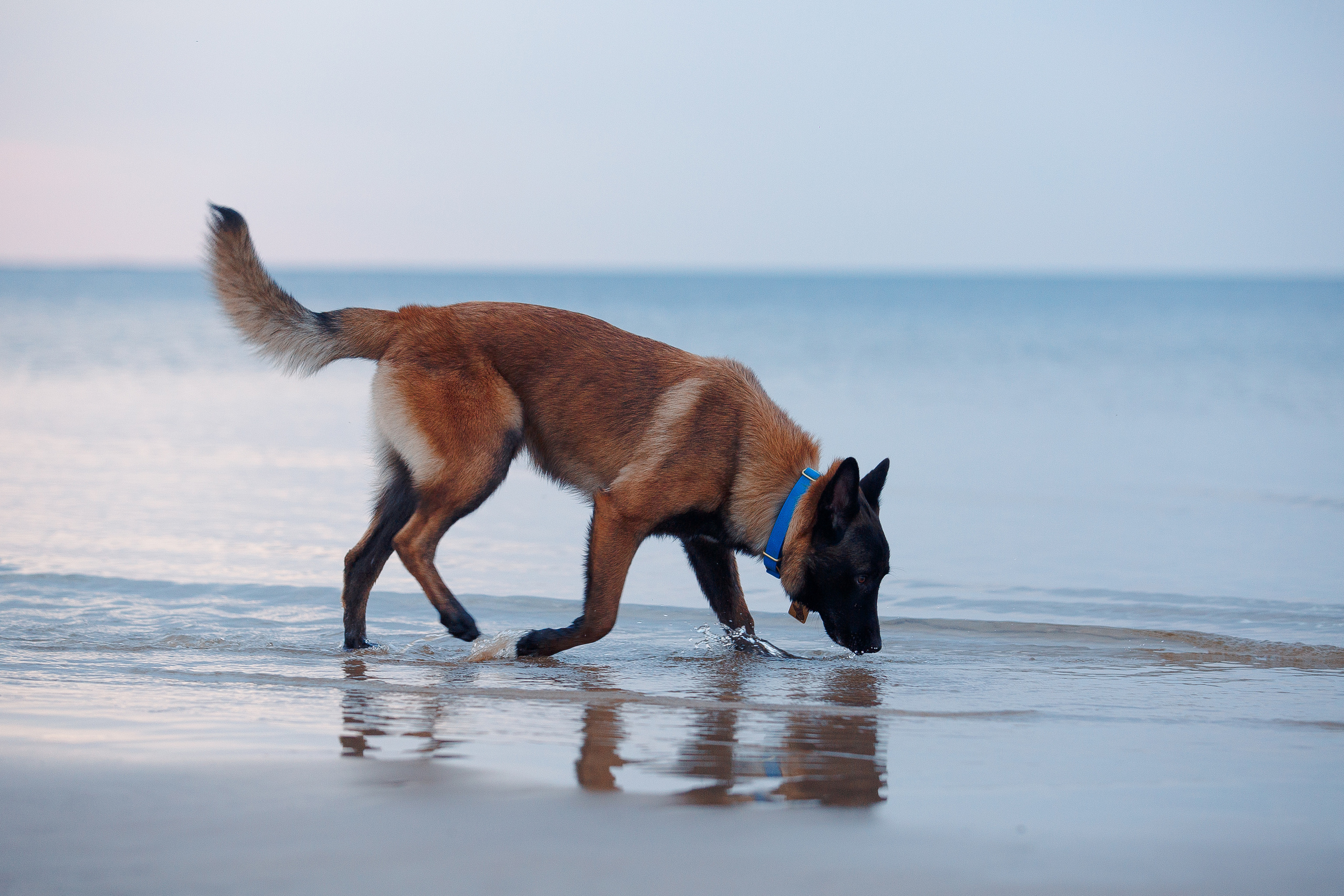 Закат на Финском заливе. Фотограф-анималист Наталия Чистюхина в г. Сосновый Бор и ЛО
