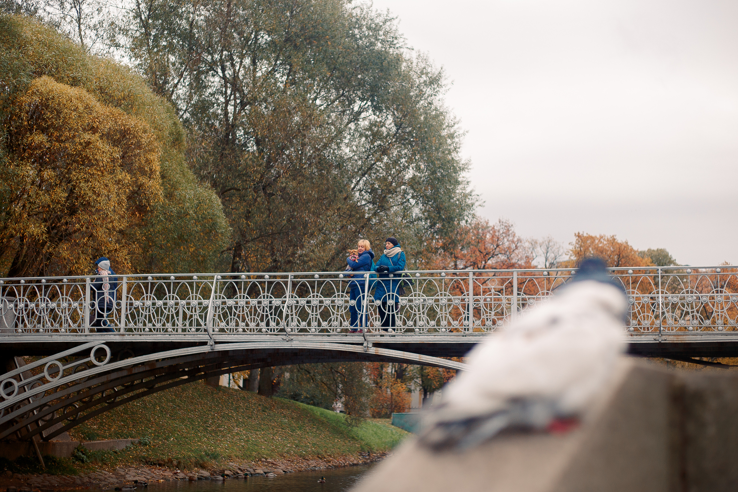 Таврический сад осенью. Фотограф-анималист Наталия Чистюхина в г. Сосновый Бор и ЛО