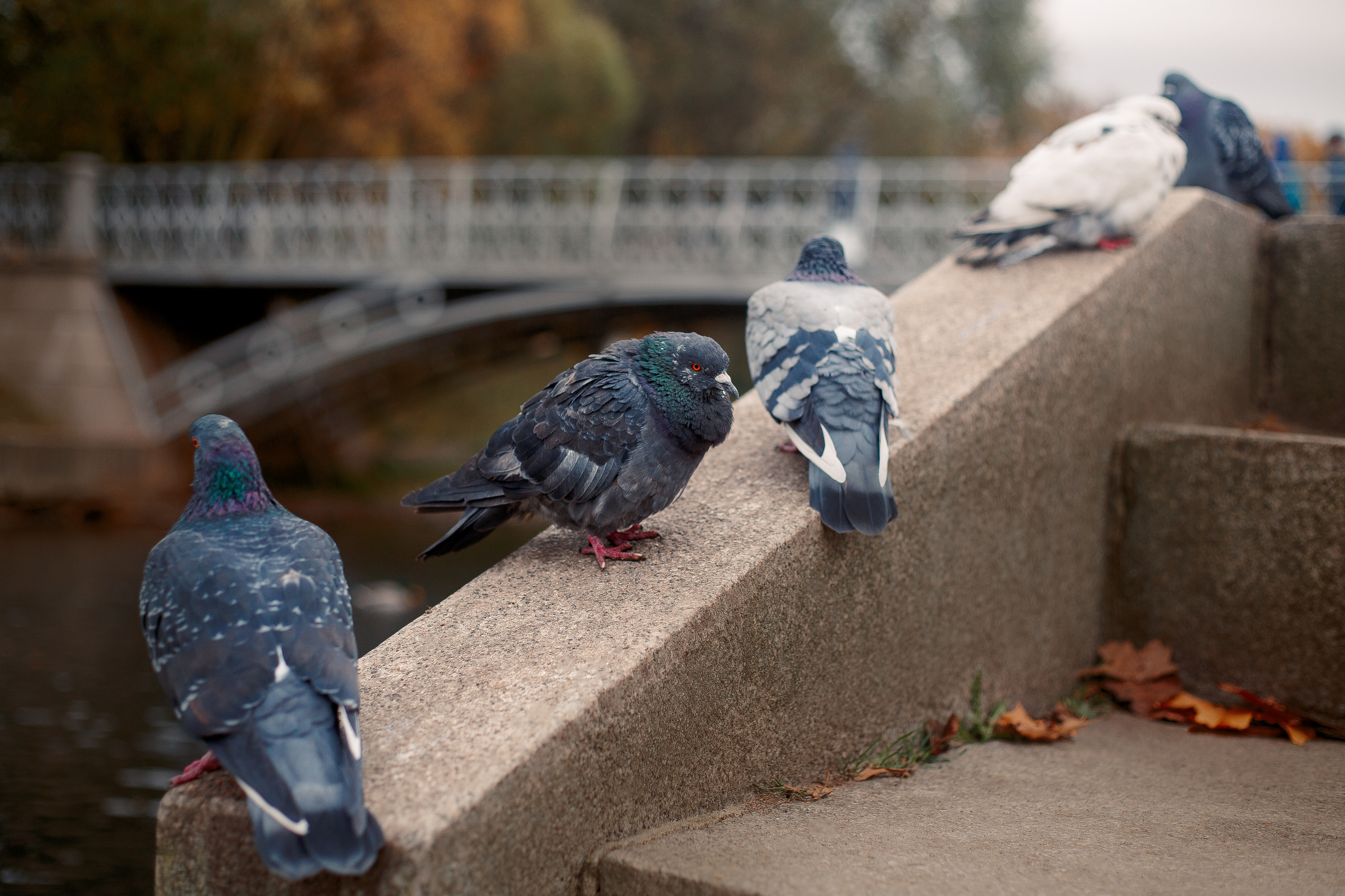 Таврический сад осенью. Фотограф-анималист Наталия Чистюхина в г. Сосновый Бор и ЛО