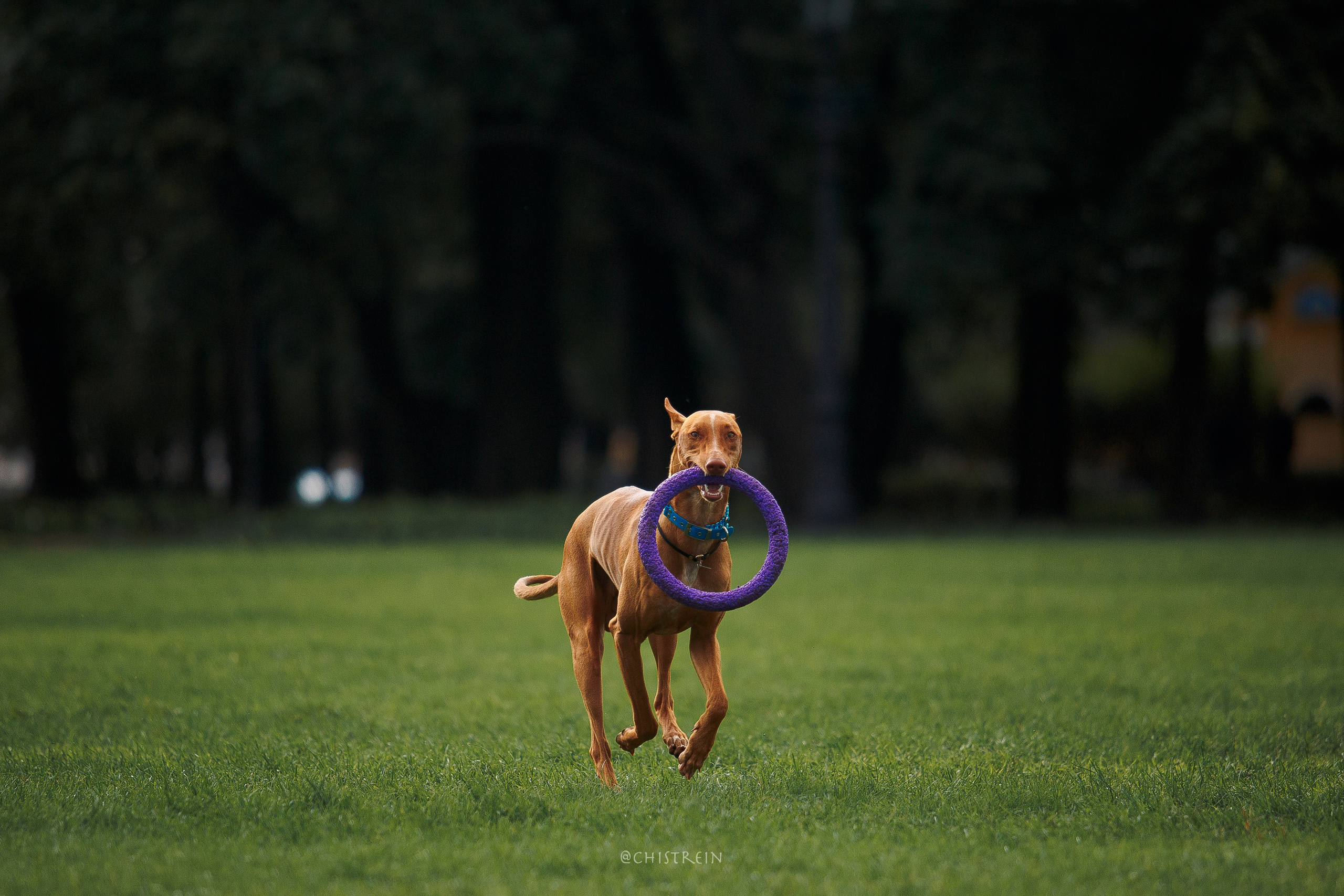 Арина и Гриффин в центре Питера. Фотограф-анималист Наталия Чистюхина в г. Сосновый Бор и ЛО
